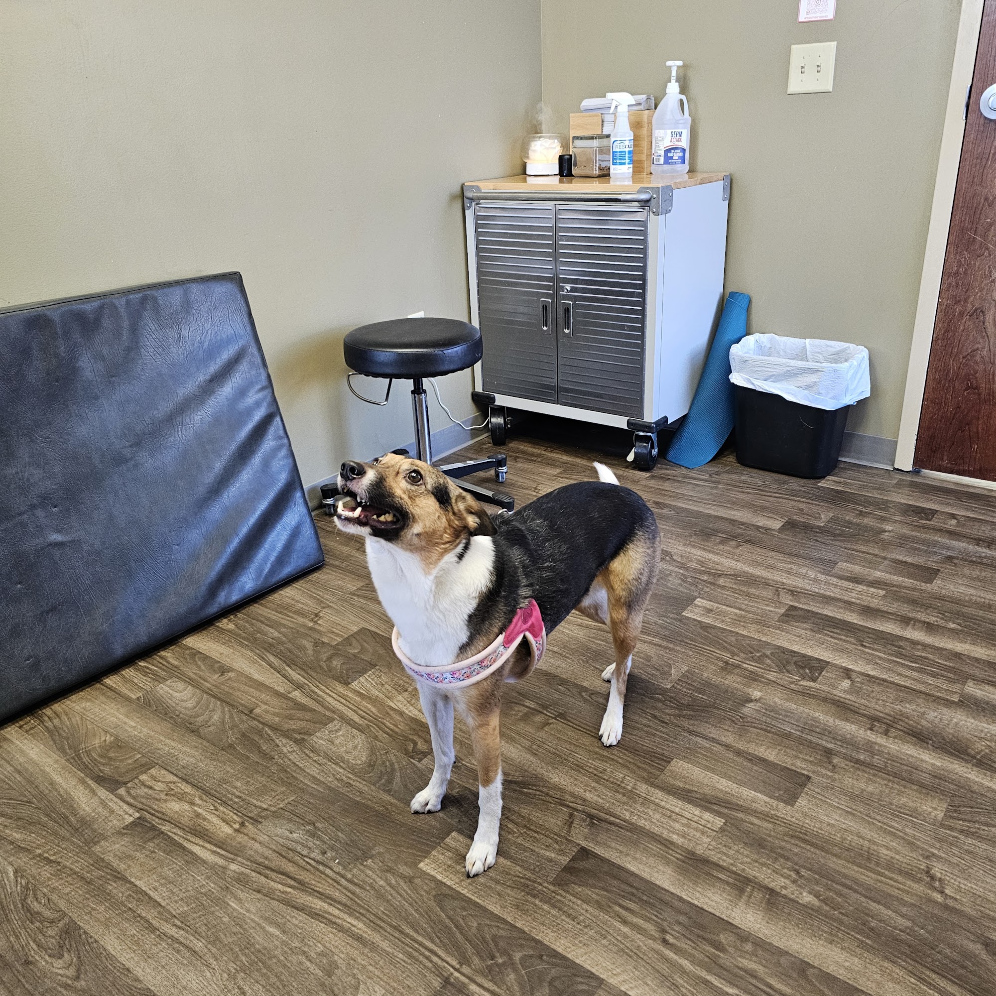 Integrative Veterinary Service Brookfield