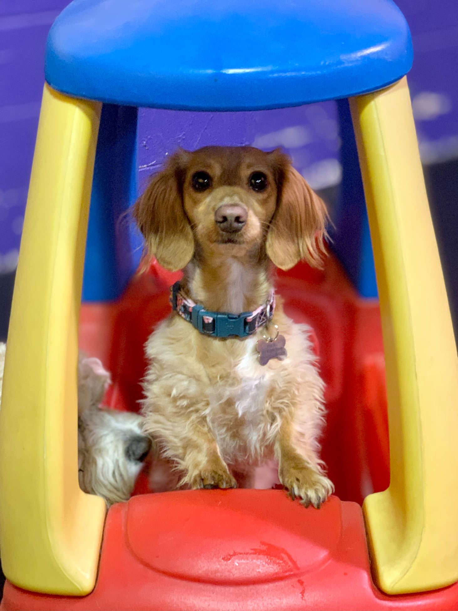 Central Bark Brookfield Brookfield