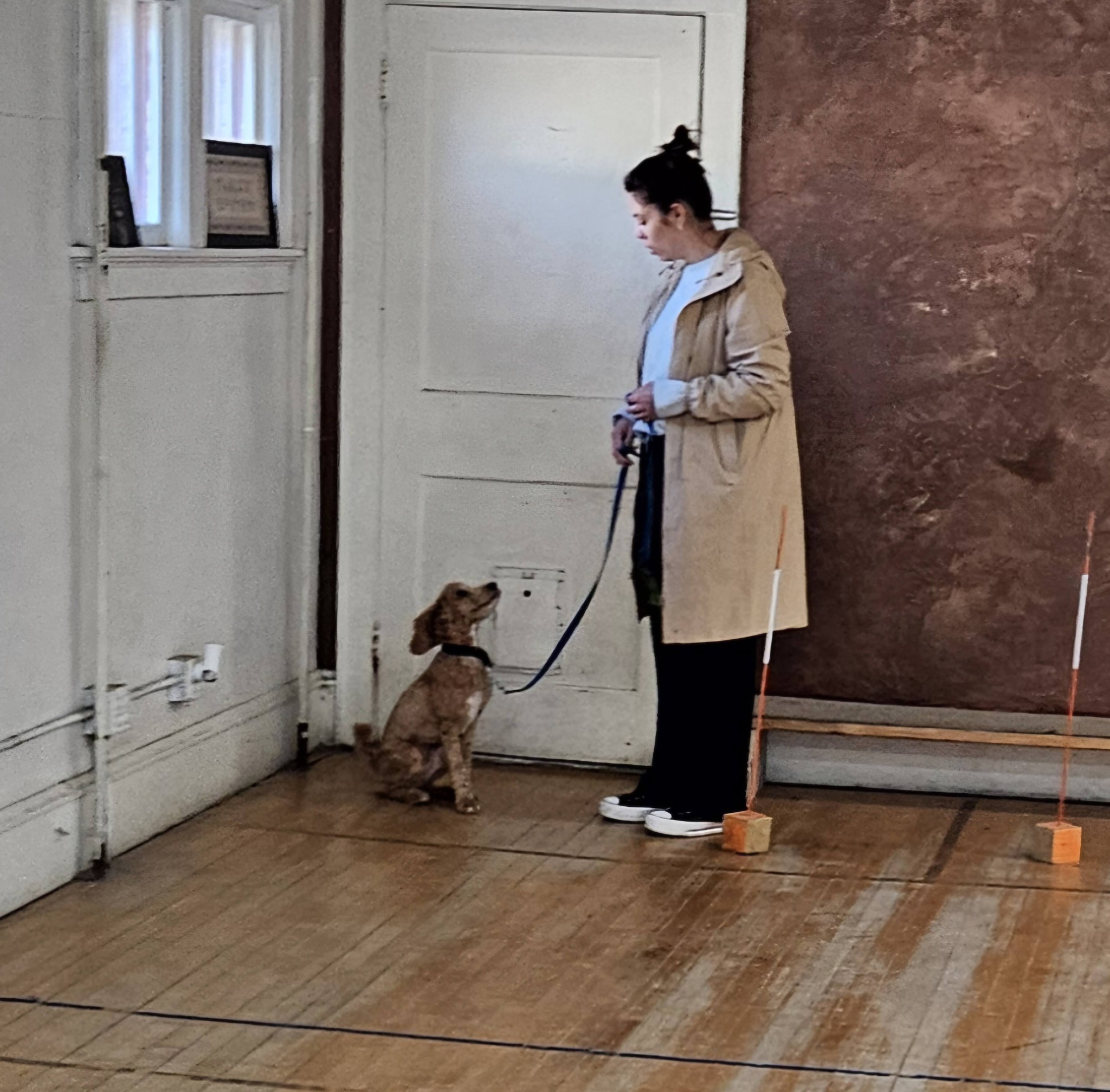 Dog's Best Friend (Premier Dog Training)