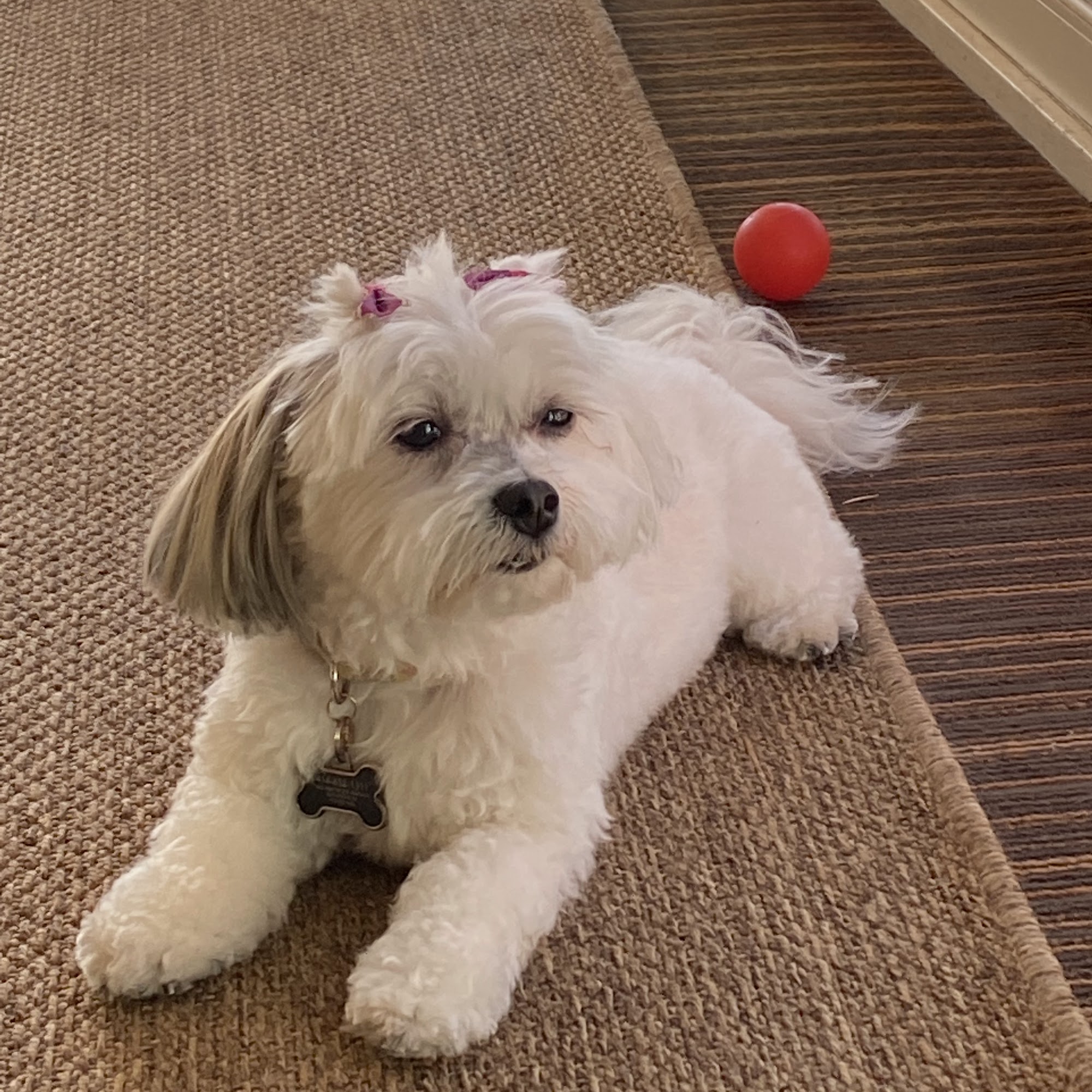 Official Pet Boutique 2355 N 124th St Suite B, Brookfield Wisconsin 53005