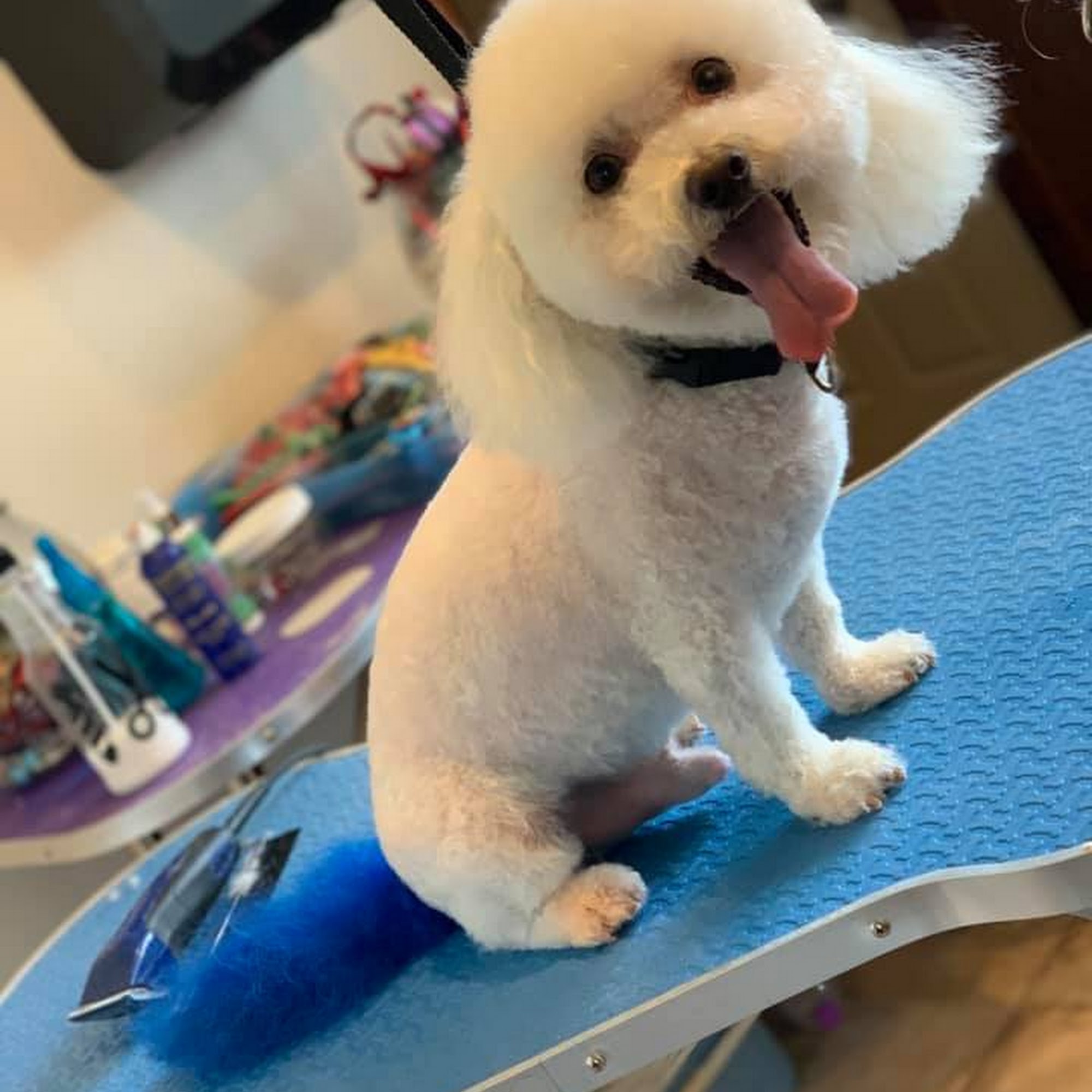 Official Pet Boutique Brookfield