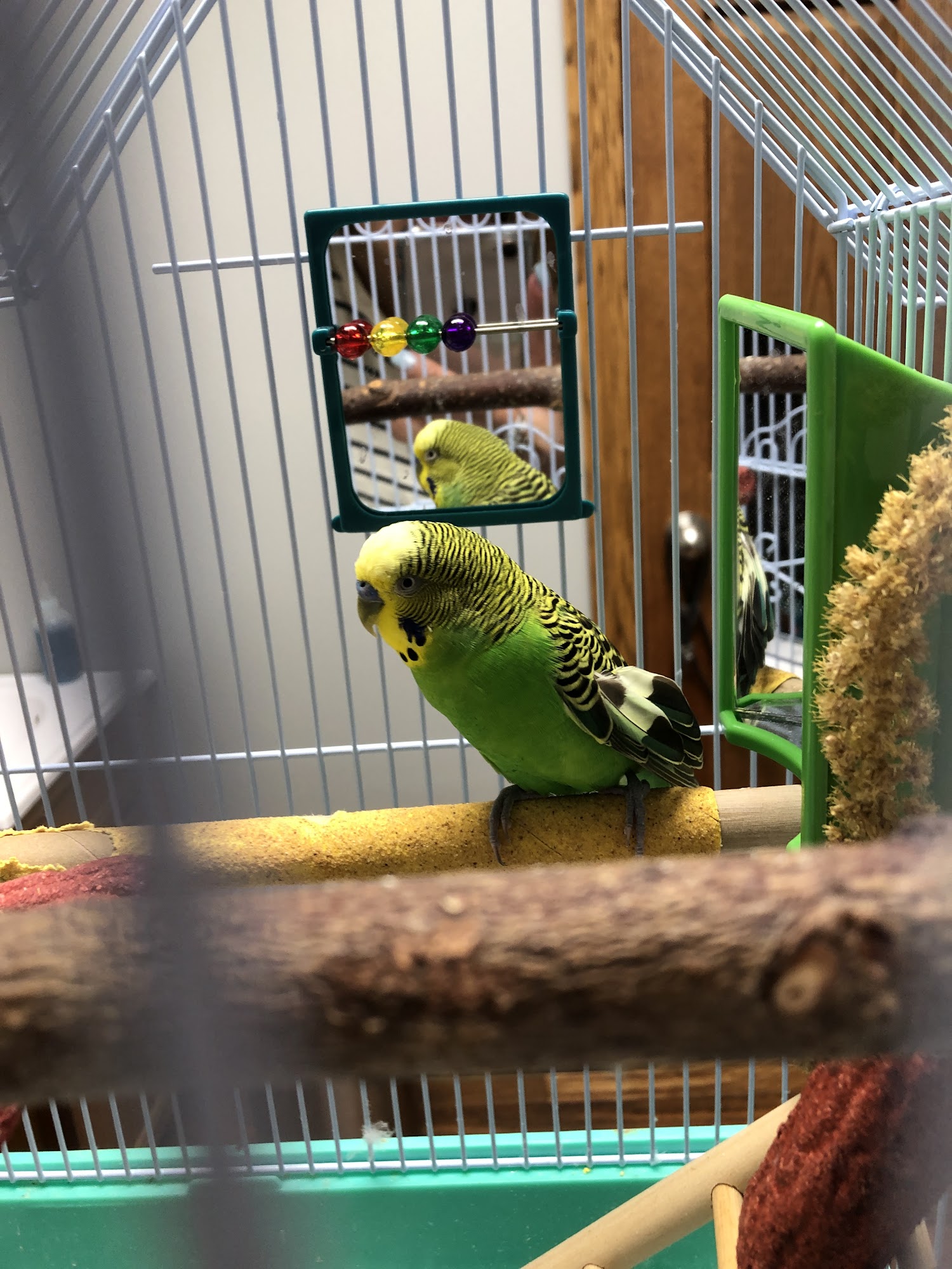 Molitor Pet & Bird Clinic Burlington