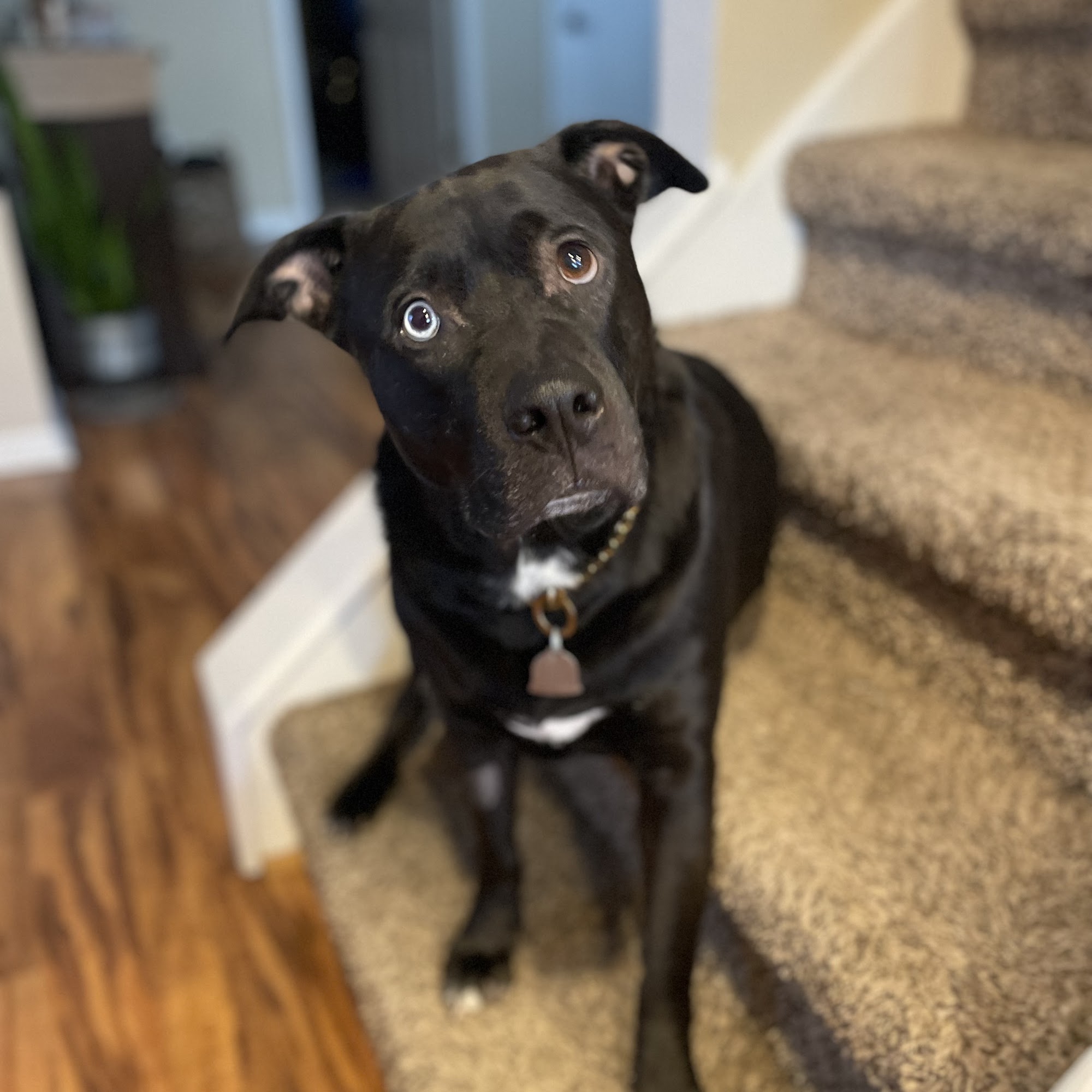 Animal Wellness Center Burlington Burlington