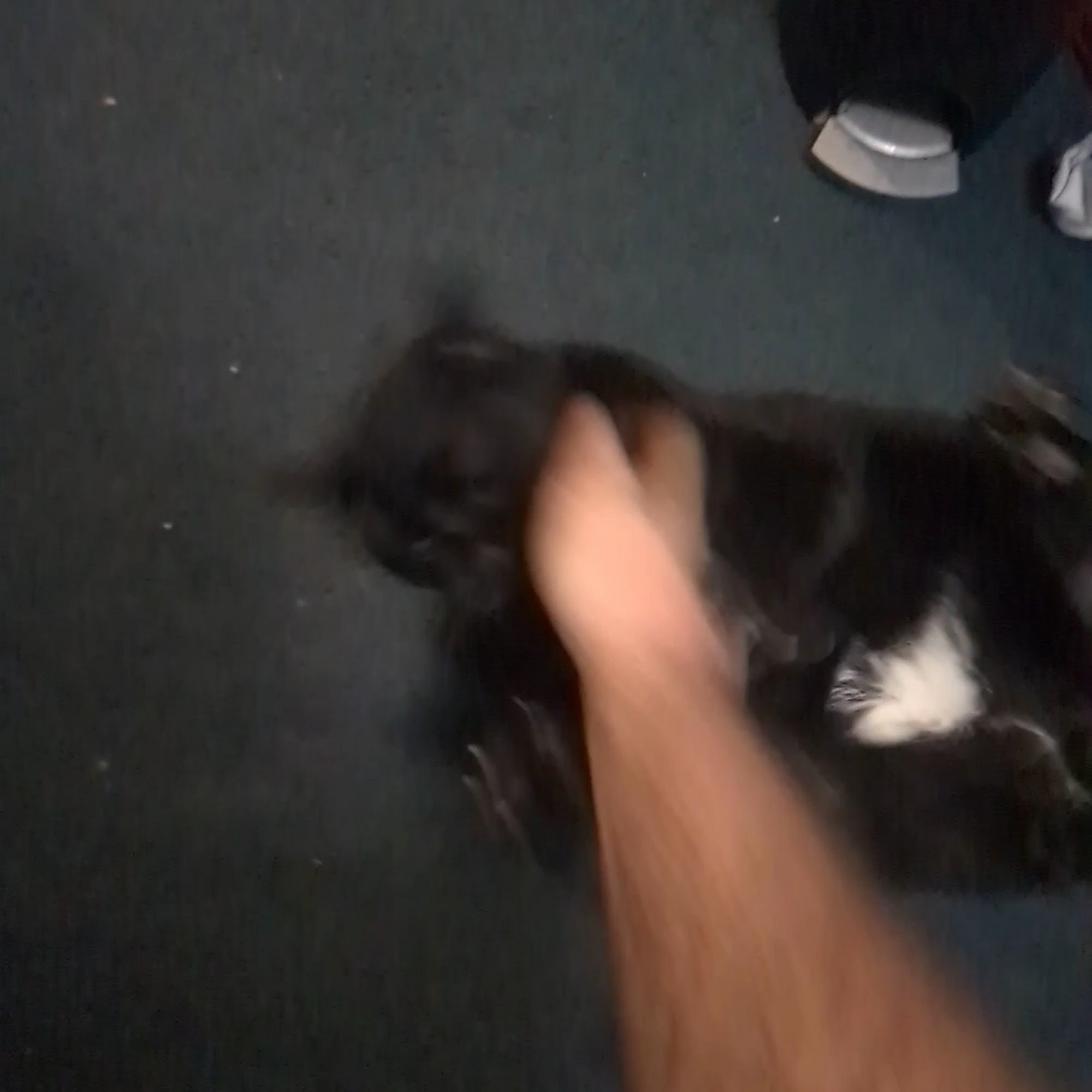 Country Veterinary Service Burlington