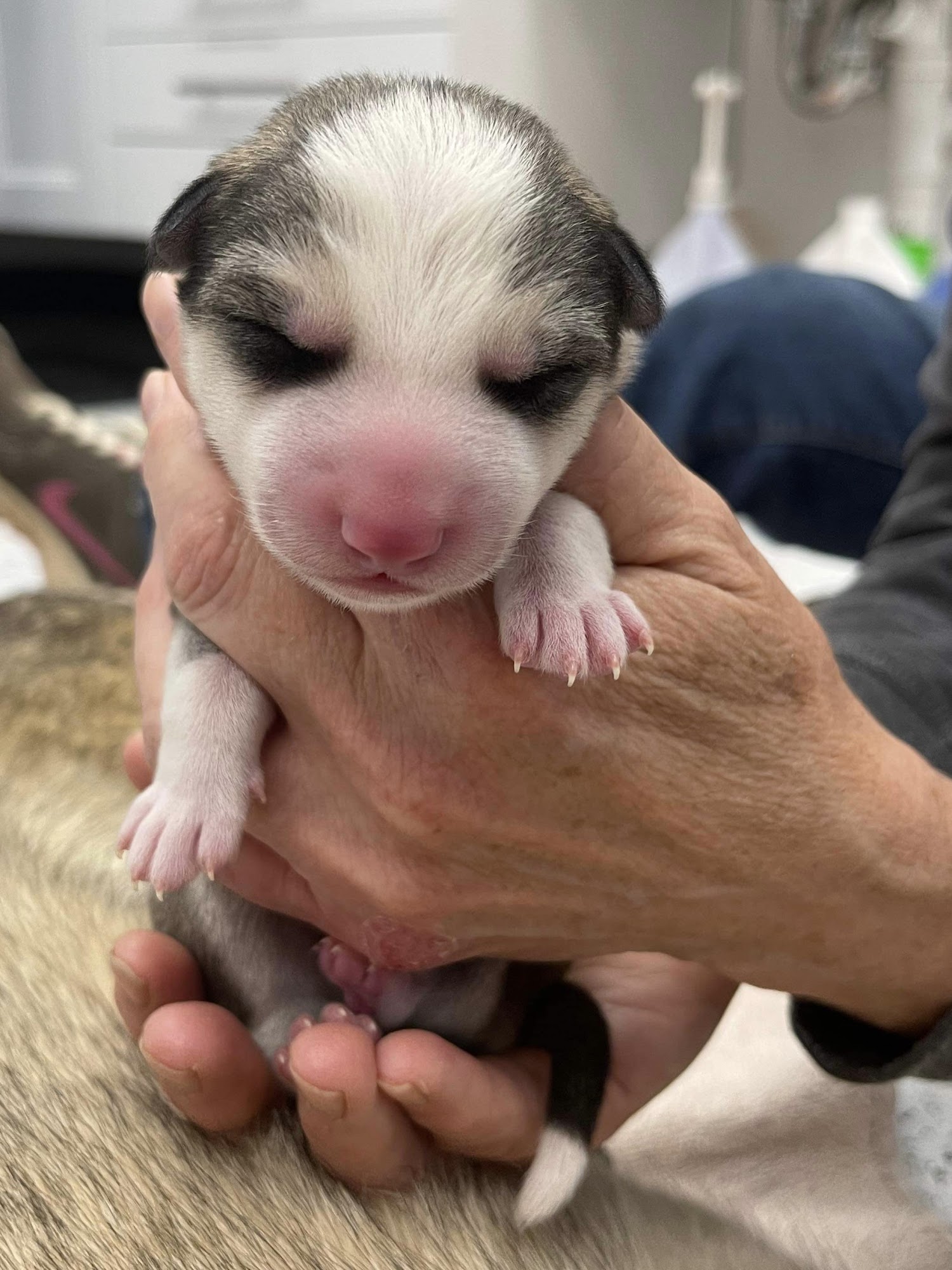 Lyons Veterinary Service, LLC Burlington