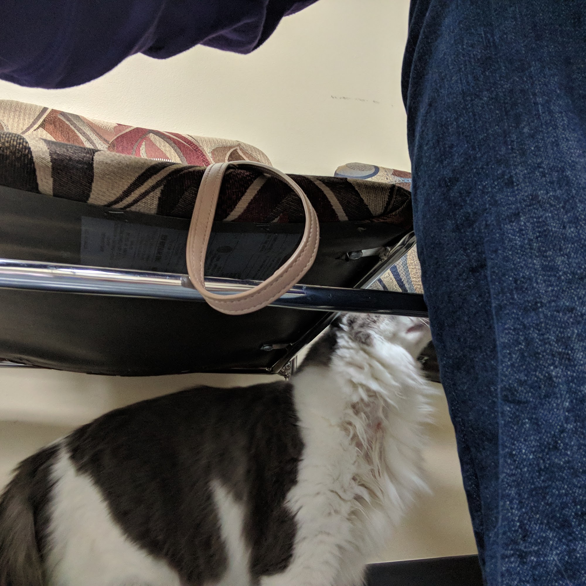 Creature Comforts Veterinary Service Burlington