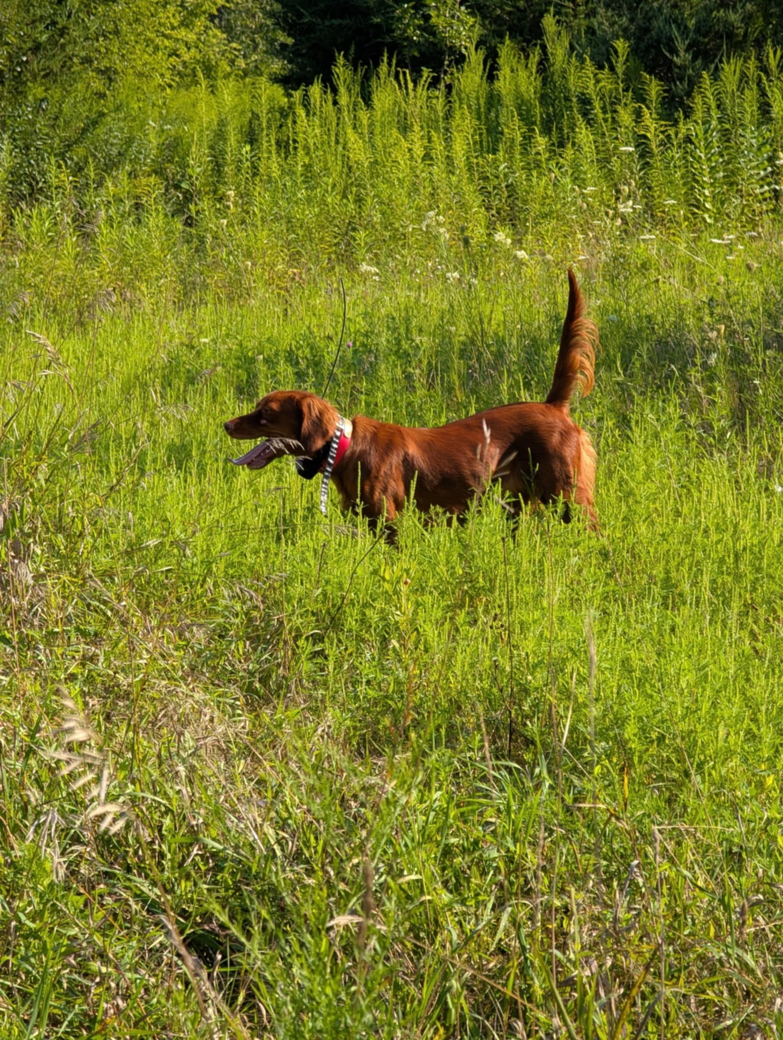 Dale Creek Gundogs LLC Burlington