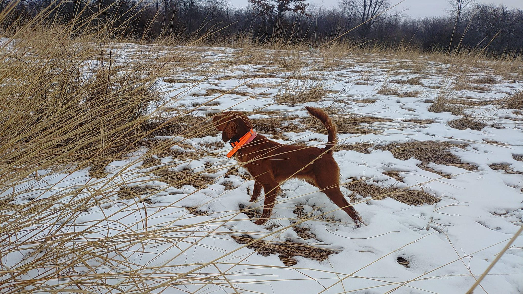 Dale Creek Gundogs LLC Burlington