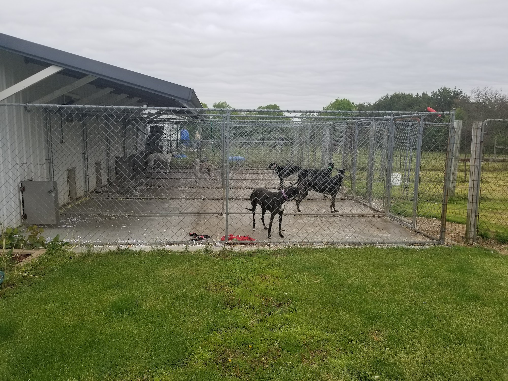 Emerald Greyhounds Burlington