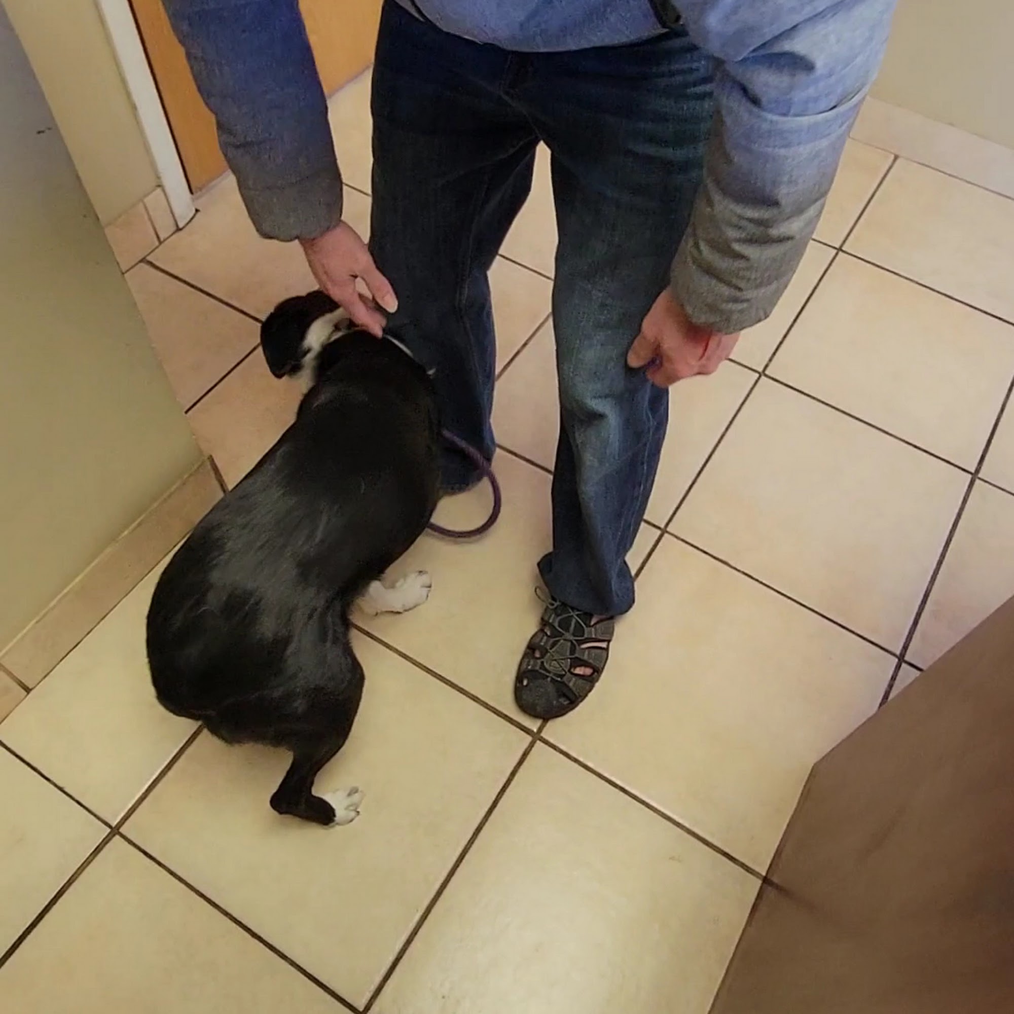 Milwaukee Walk In Vet Clinic Butler