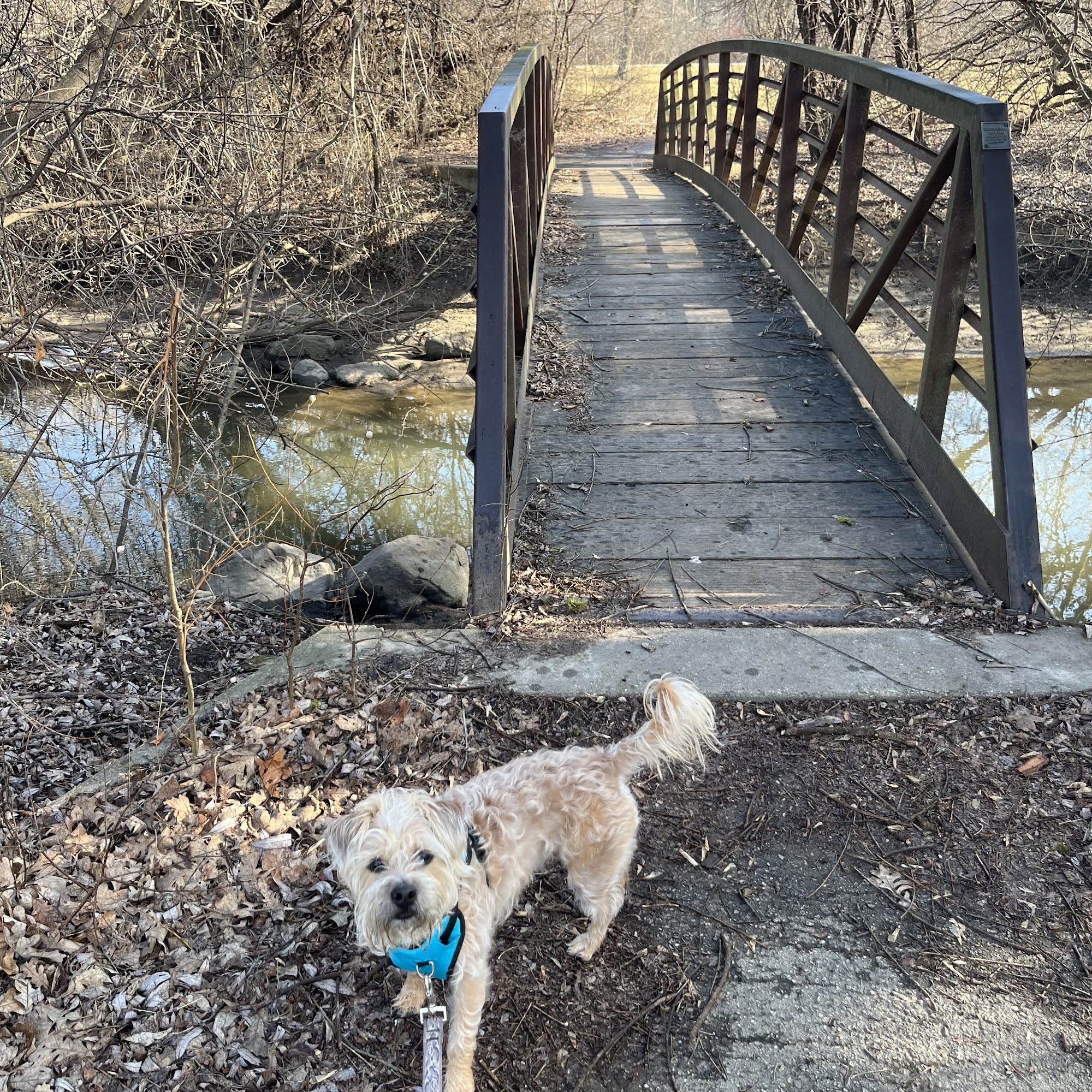 All Paws In Dog Training LLC Butler