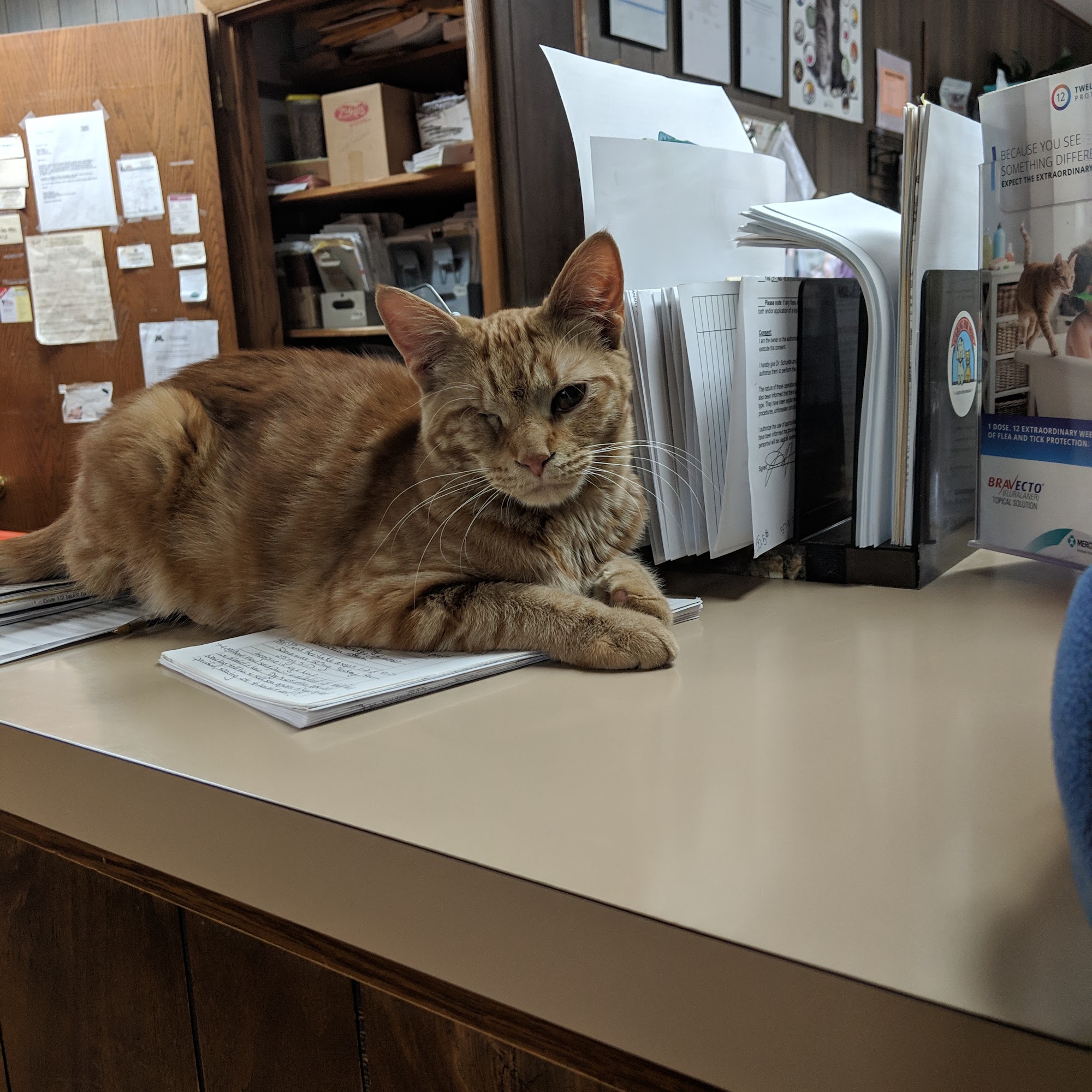 Cadott Animal Clinic Cadott