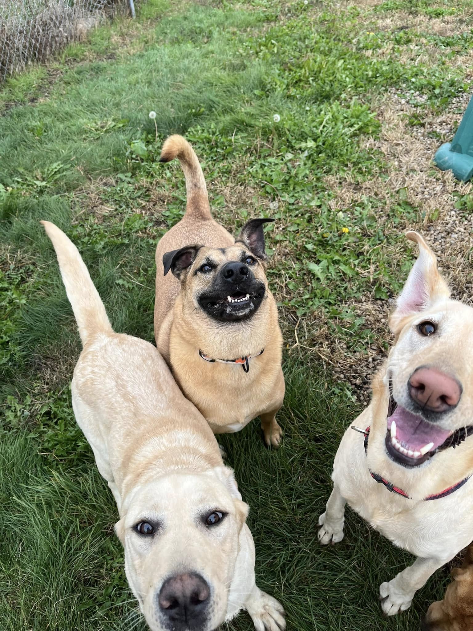 Running Acres Doggy Daycare and Boarding Cambridge