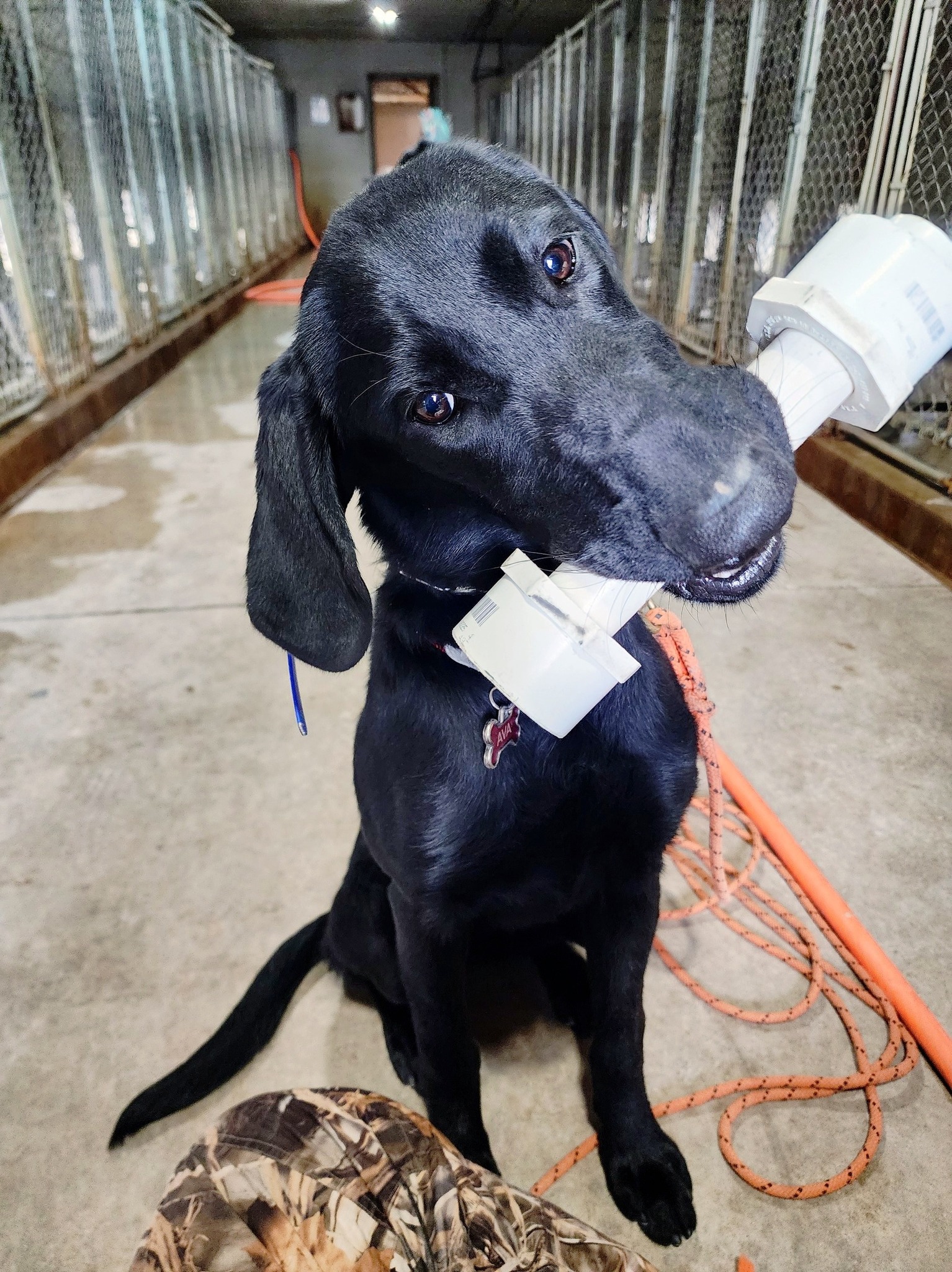 Caden's Kennel & Hunt Club Campbellsport