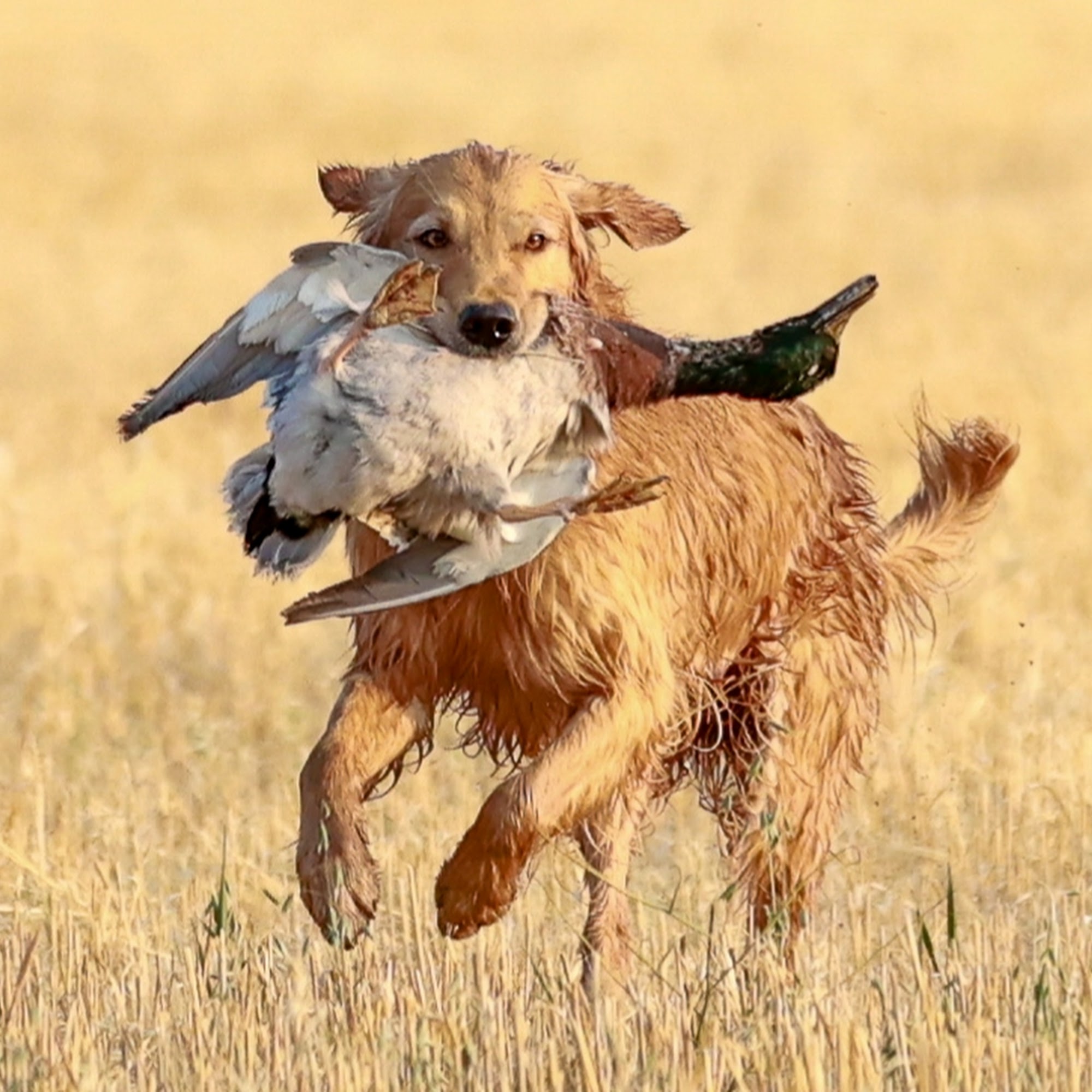 Caden's Kennel & Hunt Club Campbellsport