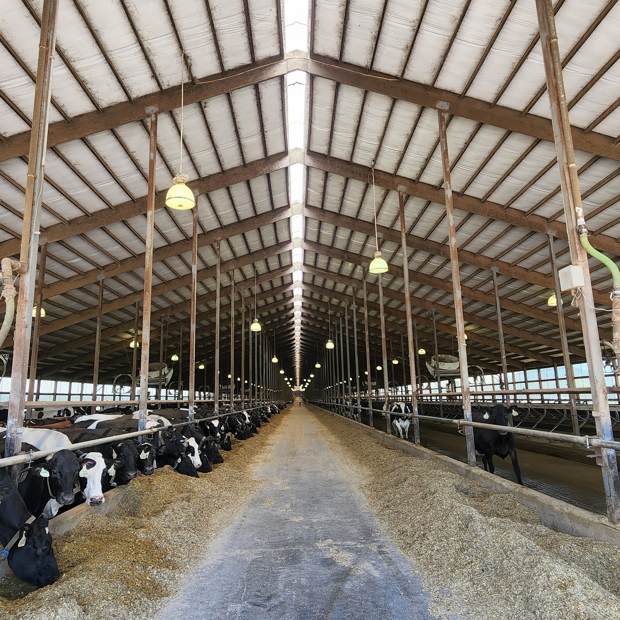 Dairy Dreams LLC Casco