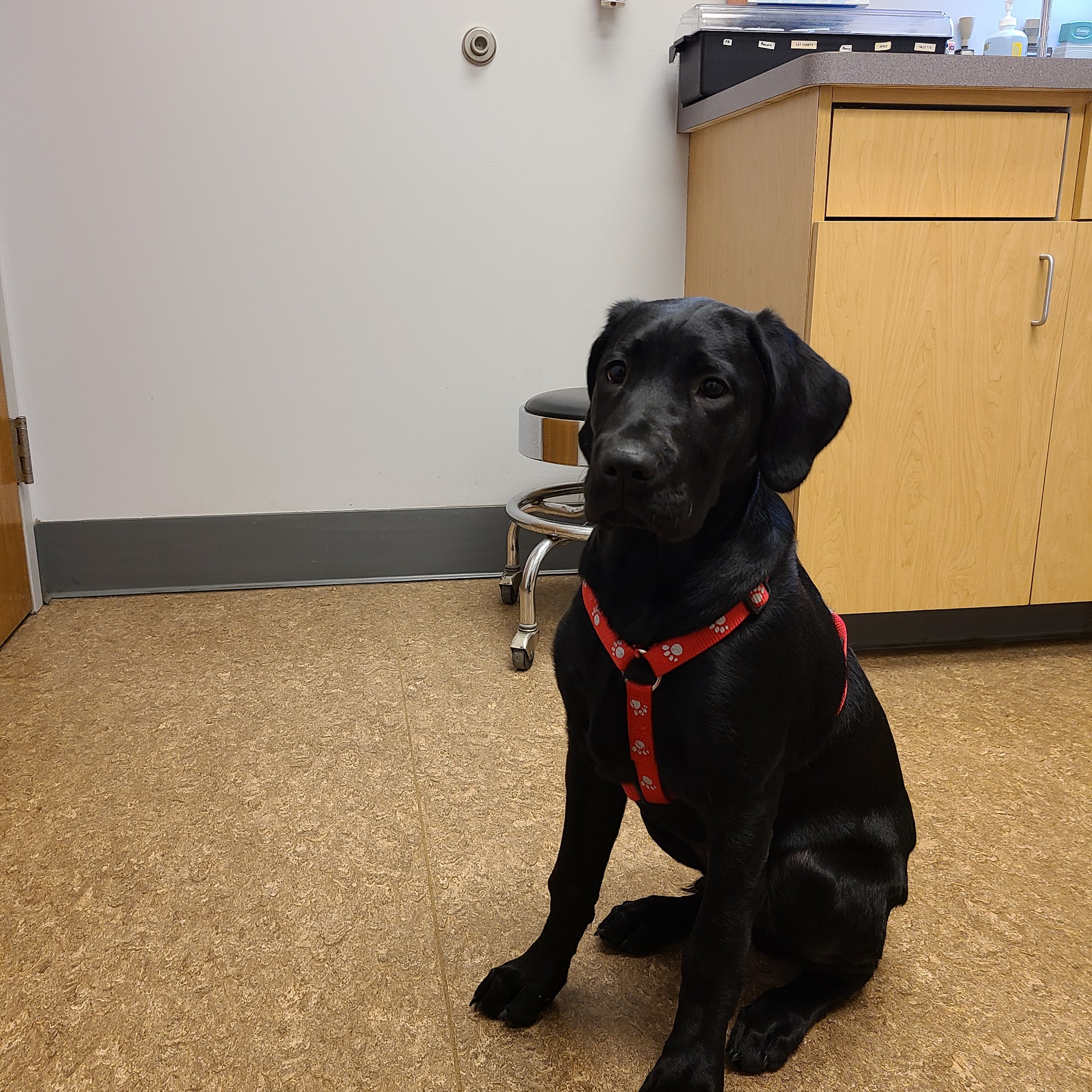 Cedarburg Veterinary Clinic Cedarburg