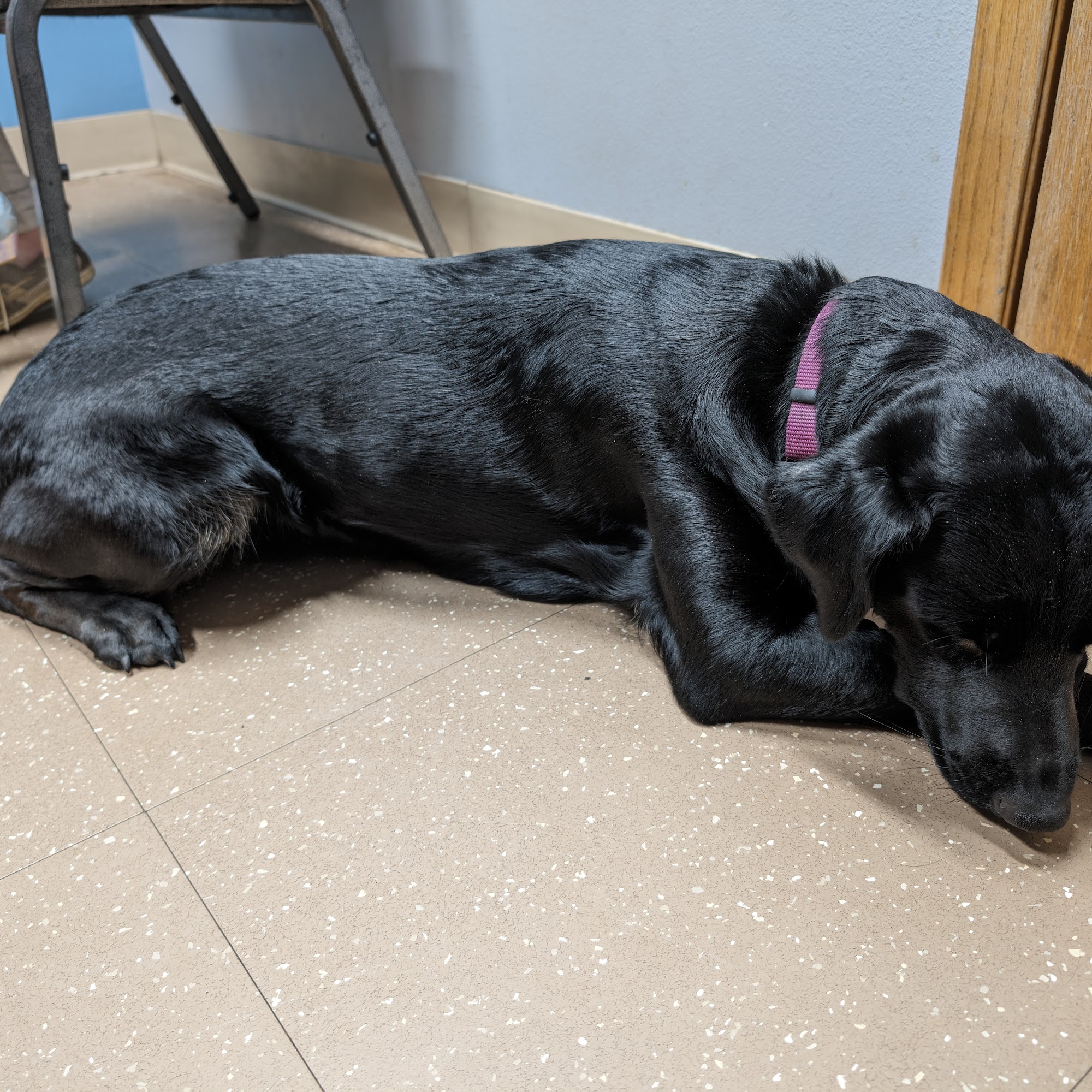 Animal Hospital of Chetek Chetek