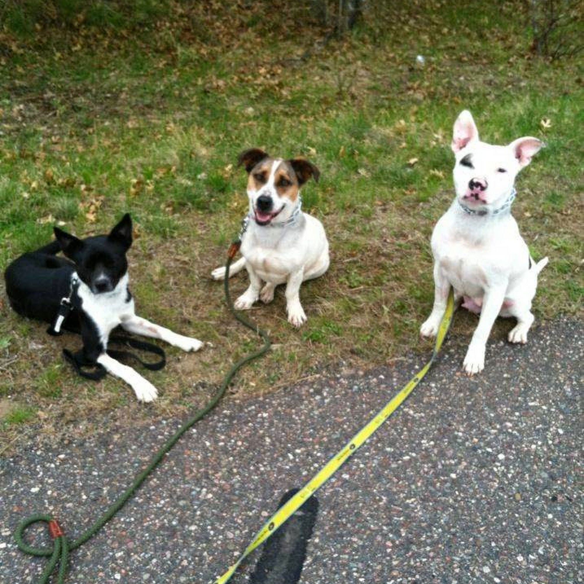 Northwoods Canine Connection, LLC Chetek