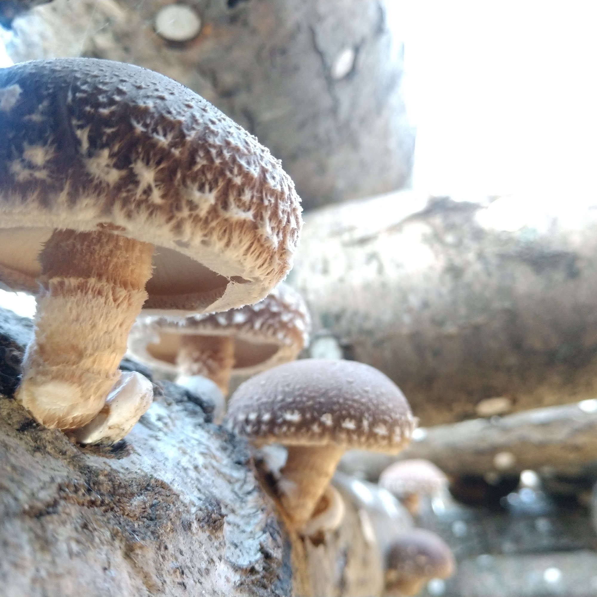 Northwood Mushrooms, LLC Clayton