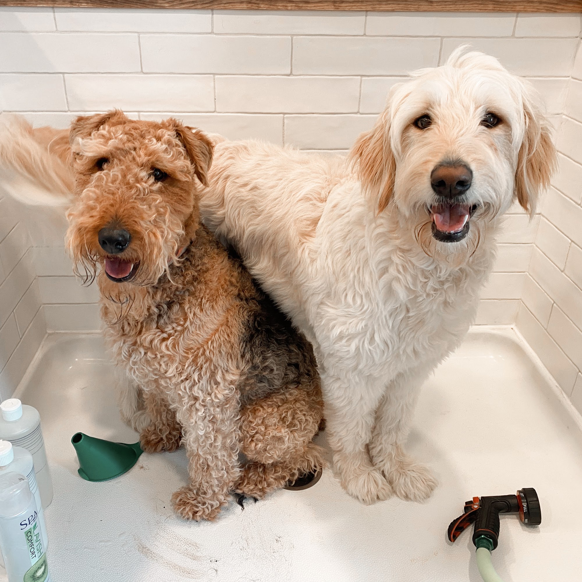 Layla B’s Pet Grooming Clear Lake