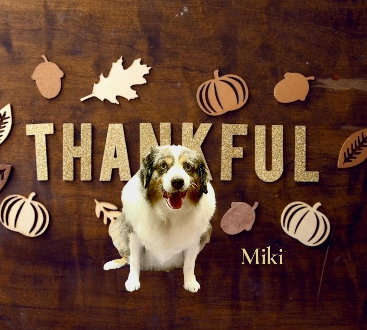 Paws & Whiskers Pet Grooming Clinton