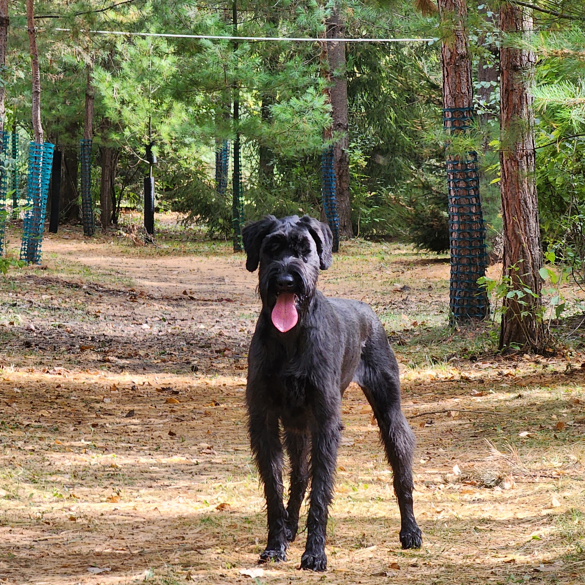 Fur Babies Vacation LLC