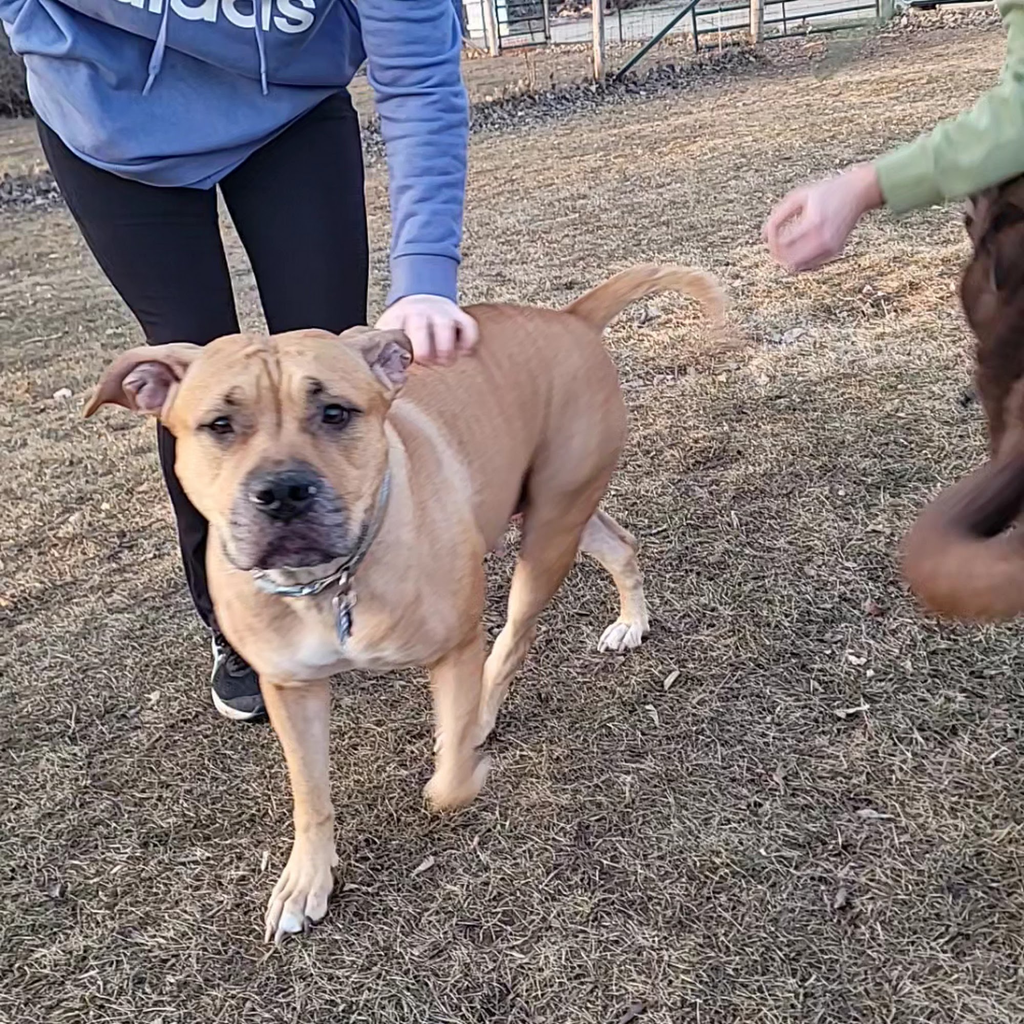 Columbus Countryside Veterinary Clinic Columbus