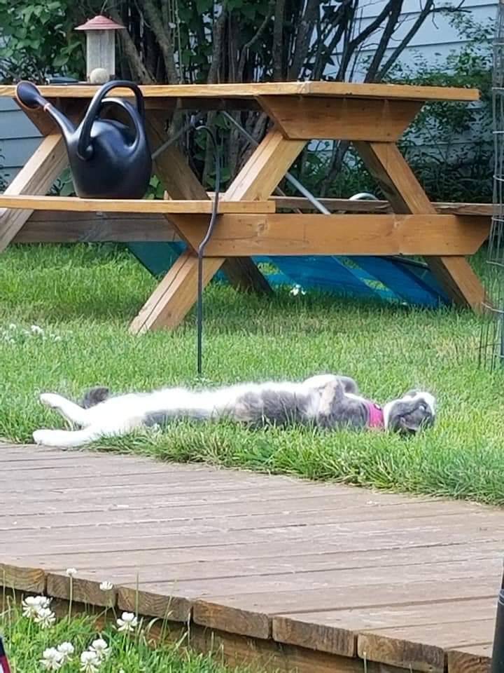 Countryside Veterinary Clinic Crivitz