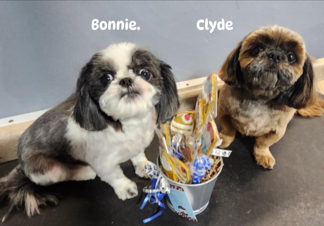 Doggy Day Grooming, LLC De Pere