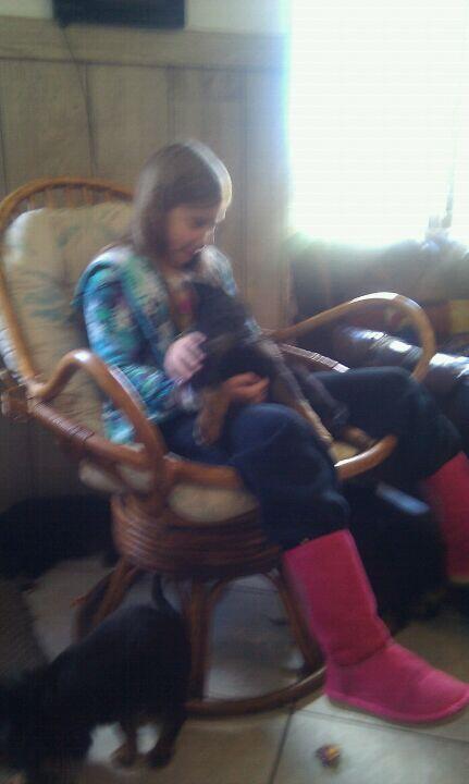 Foxwood Kennels De Pere