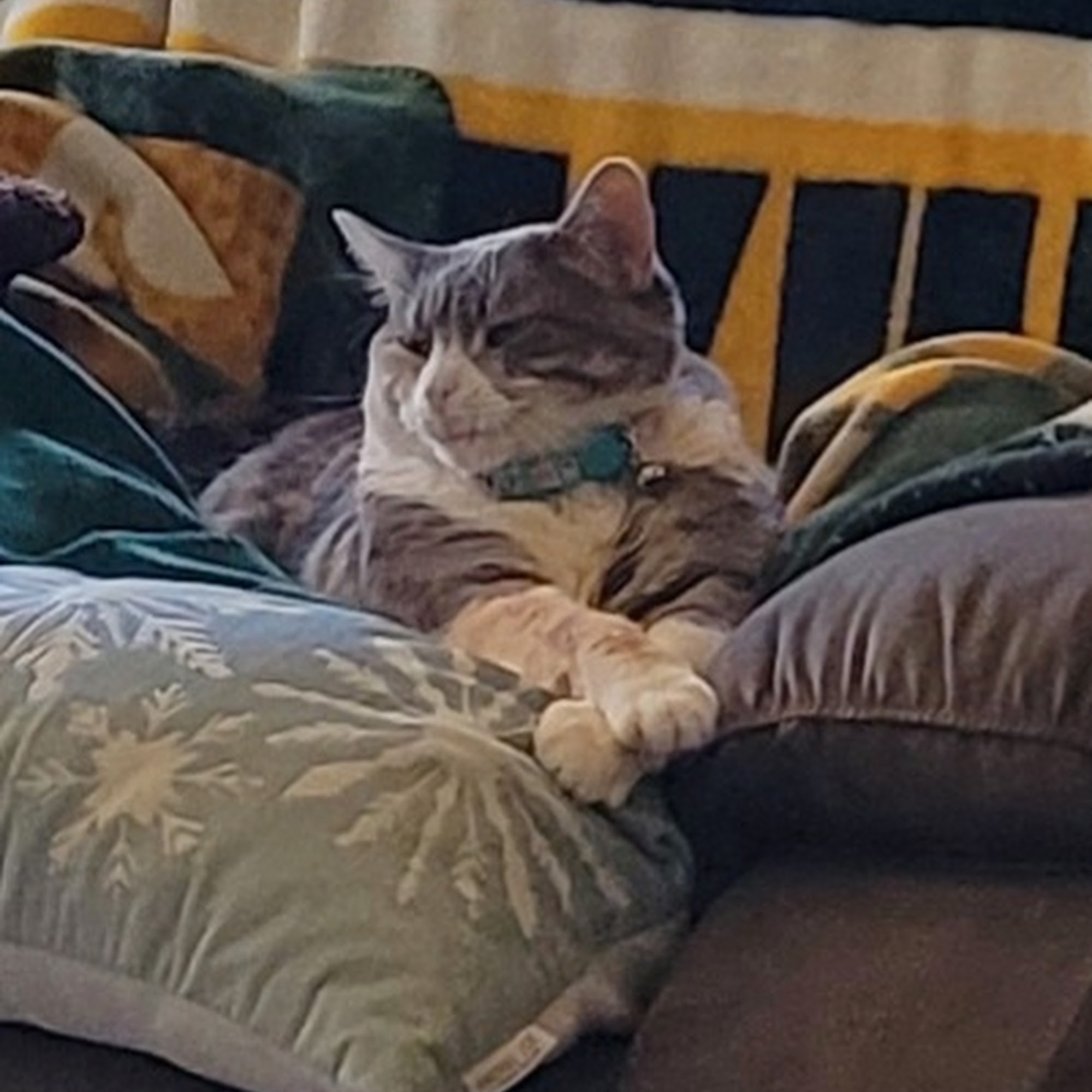 Deforest Veterinary Clinic DeForest