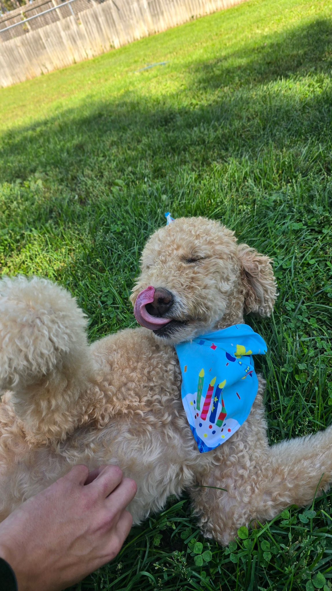 Meyer's Animal House DeForest