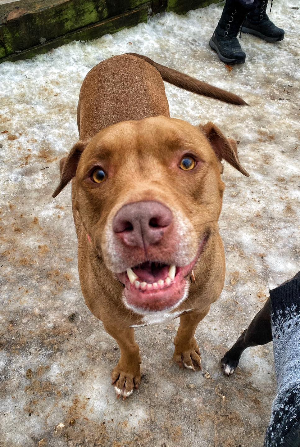 Meyer's Animal House DeForest