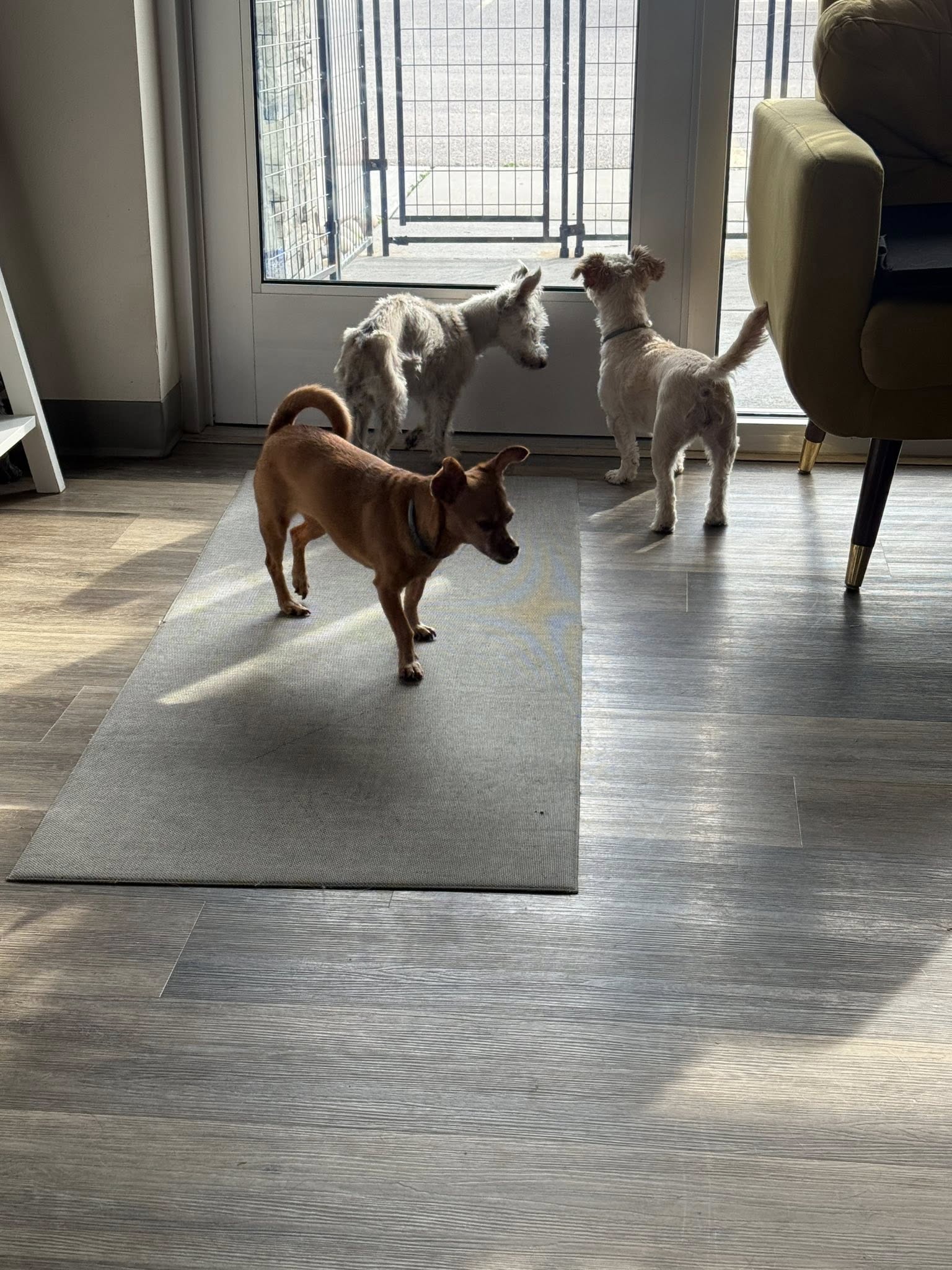 Paradise Paws Camp & Resort, LLC DeForest