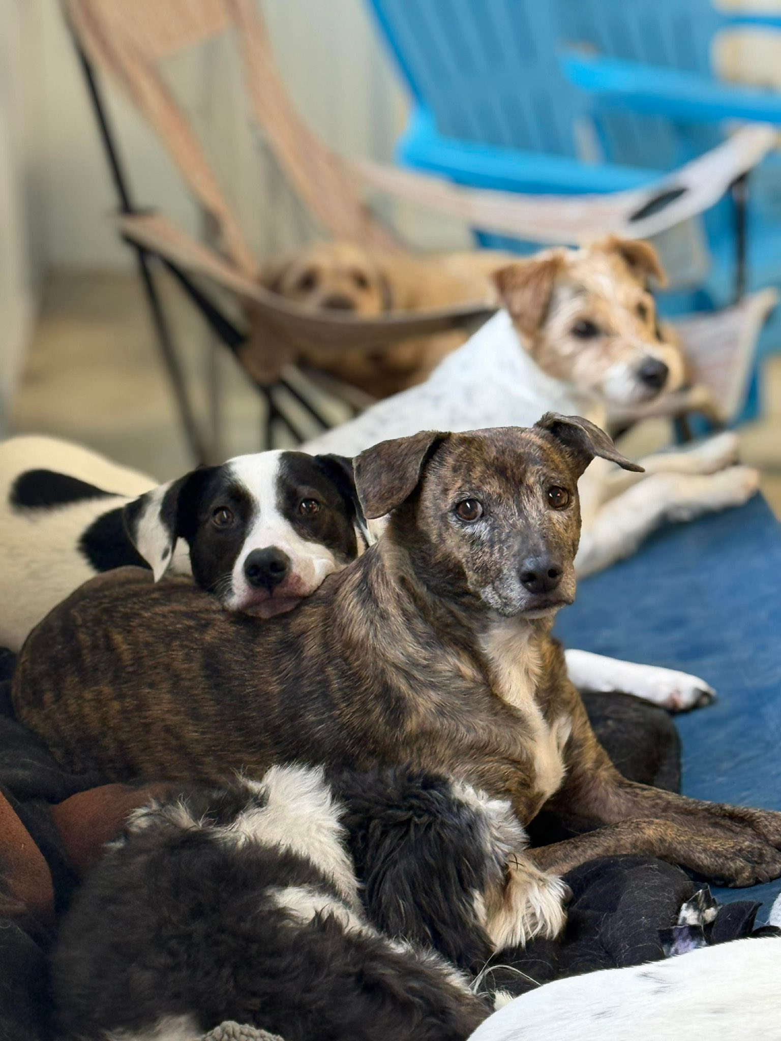 Paradise Paws Camp & Resort, LLC DeForest