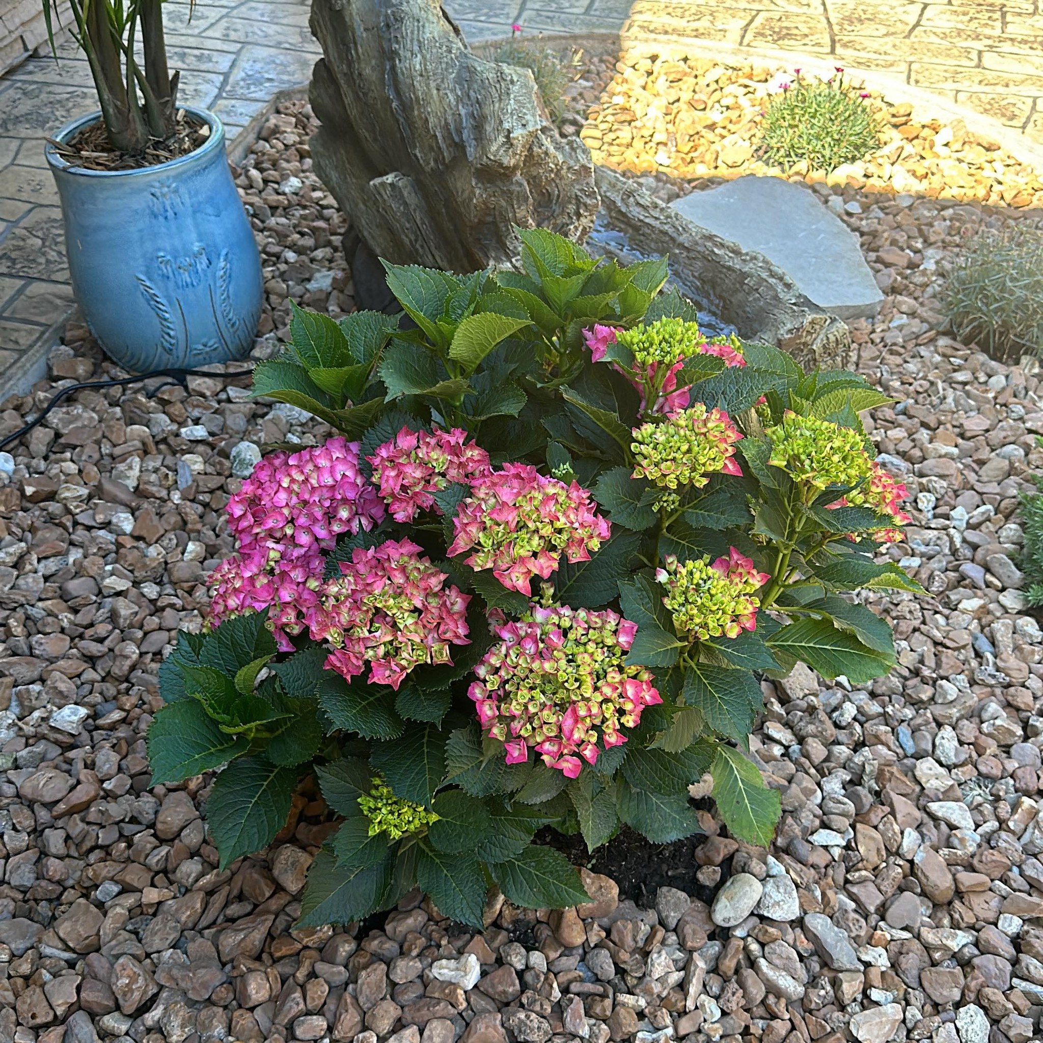 Absolute Property Services LLC