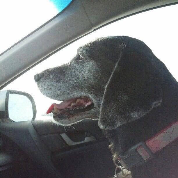 Green Acres Pet Resort DeForest