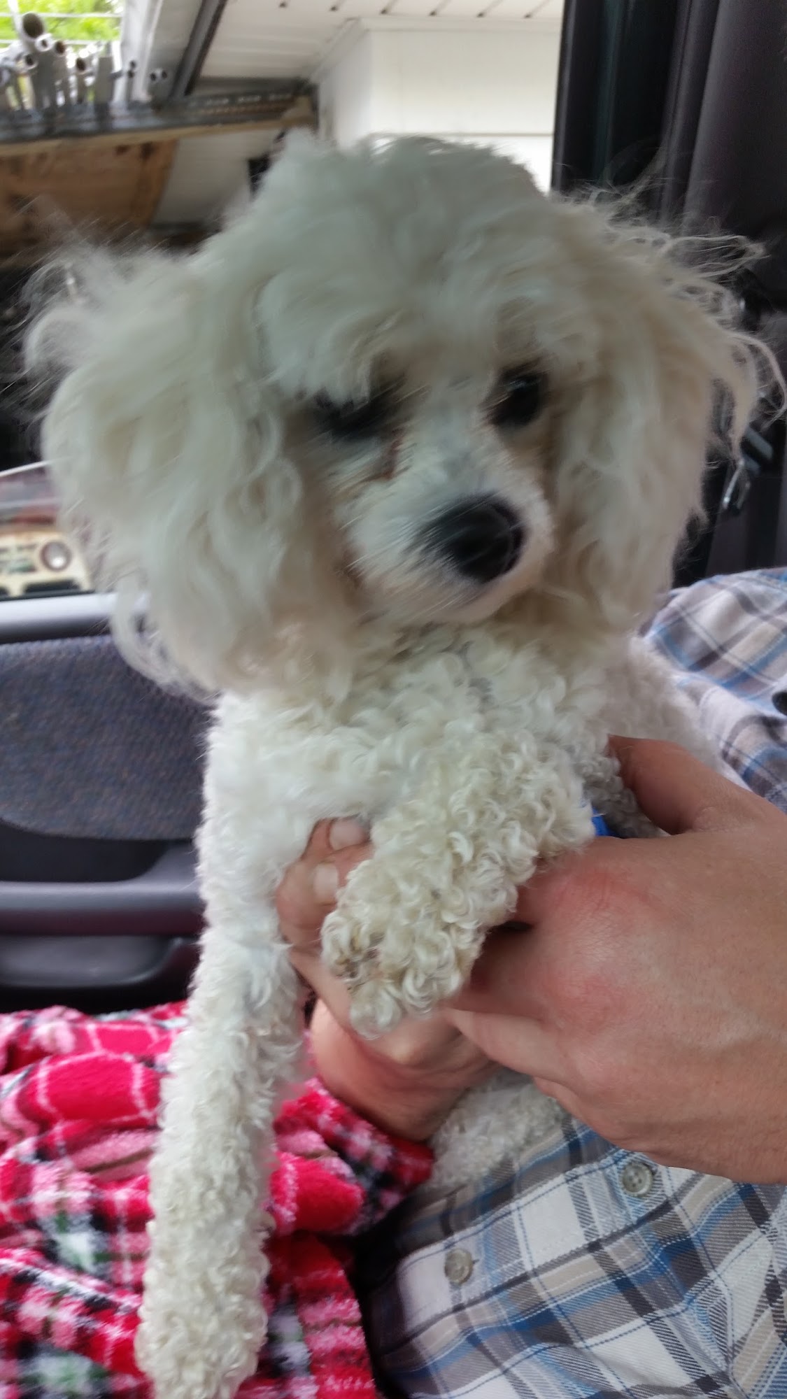 Delavan Animal Clinic Inc Delavan