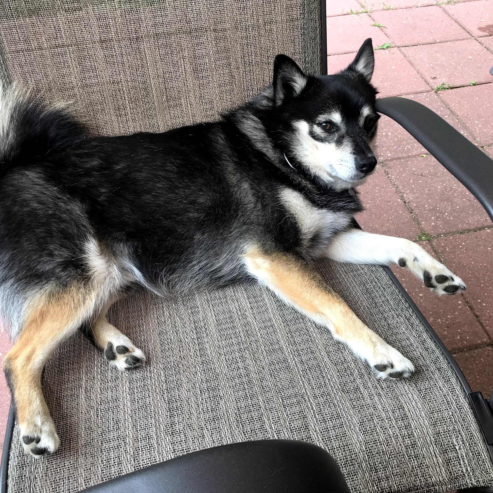 Delavan Animal Clinic Inc Delavan