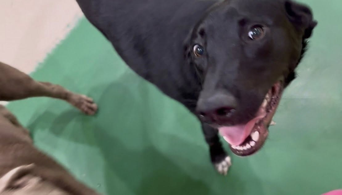 Lollipups Pet Resort Delavan