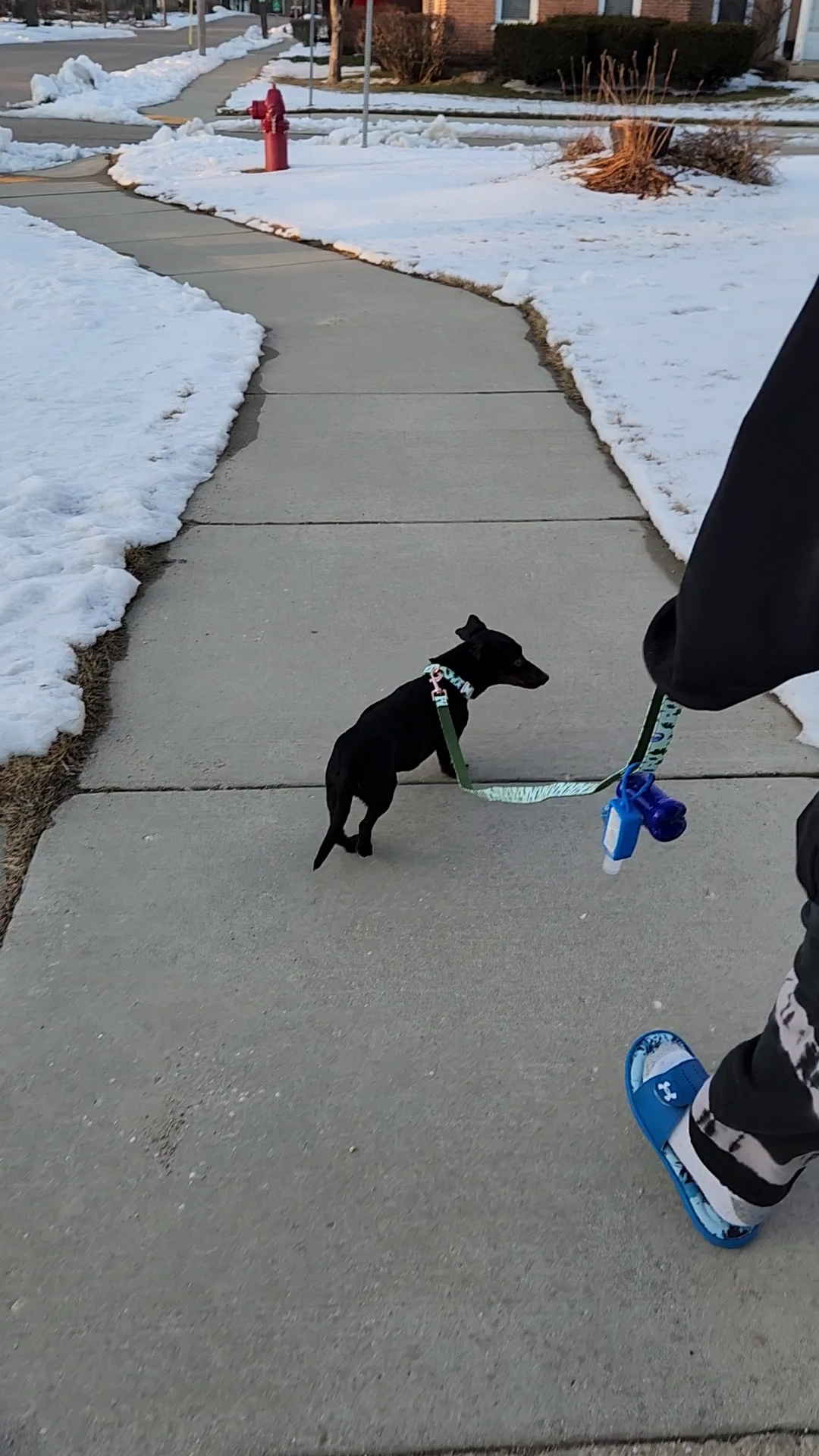 Lakeland Animal Shelter Delavan