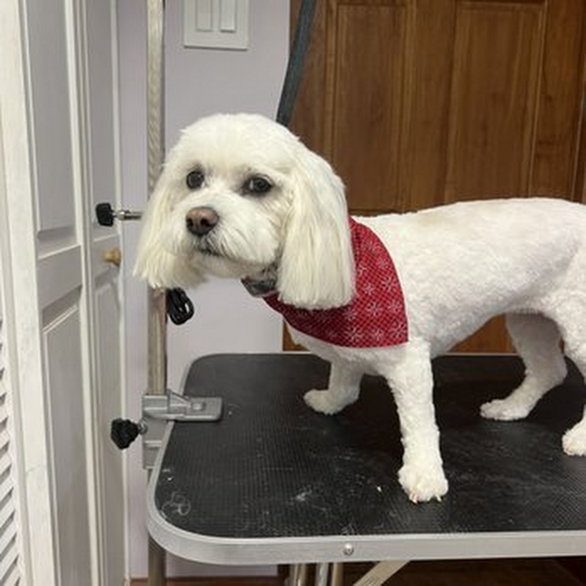 The Grooming Lab Delavan