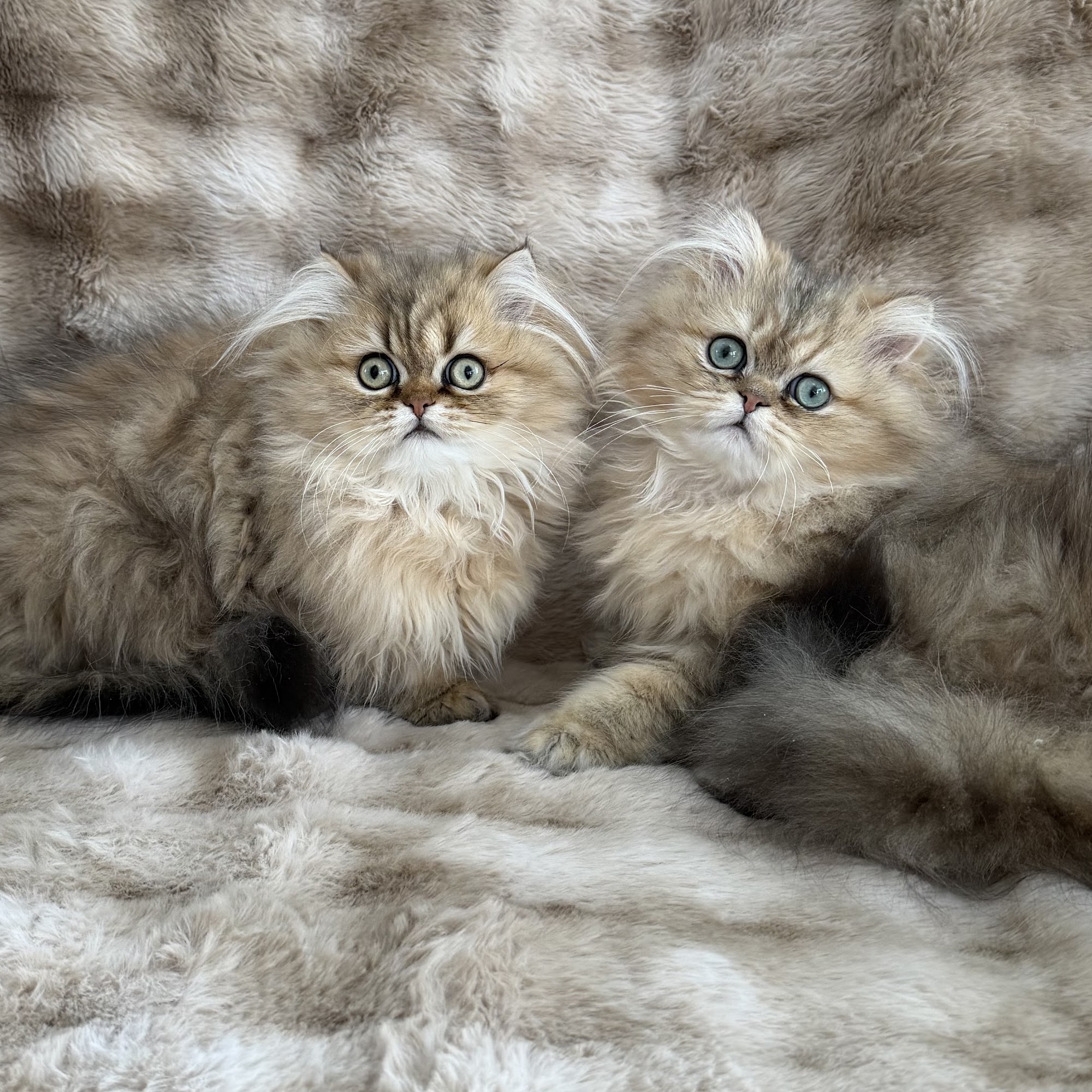 Dodgeville Veterinary Service Dodgeville