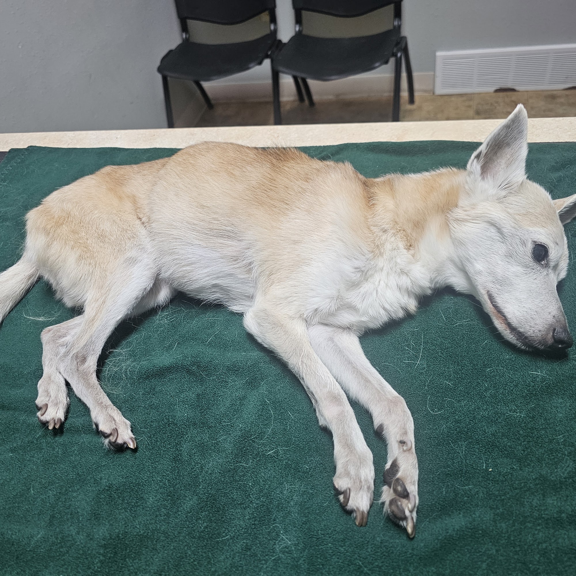 Military Ridge Veterinary Service Dodgeville