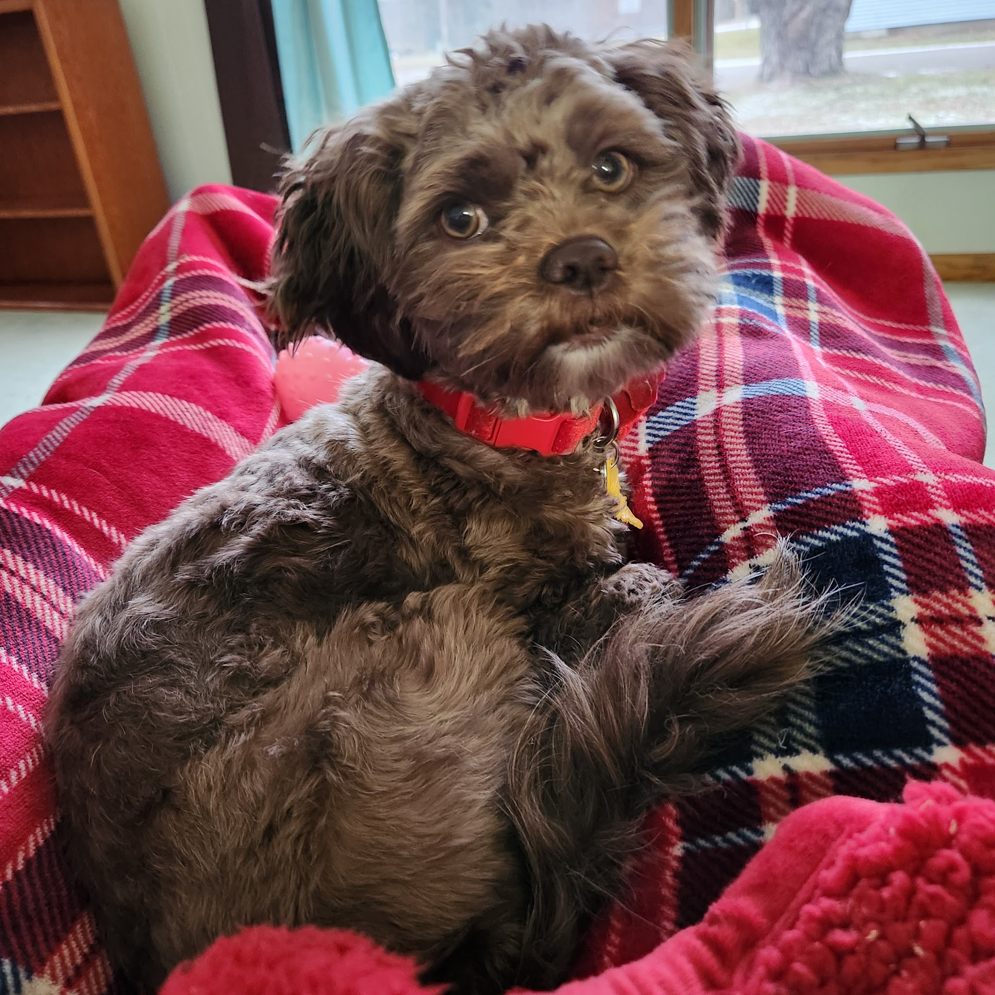 Chippewa Valley Veterinary Durand