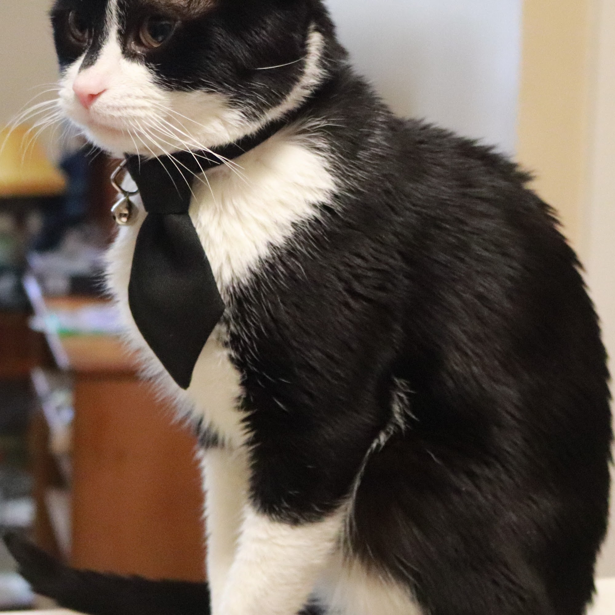 Dr. John's Dog and Cat Repair Eagle River