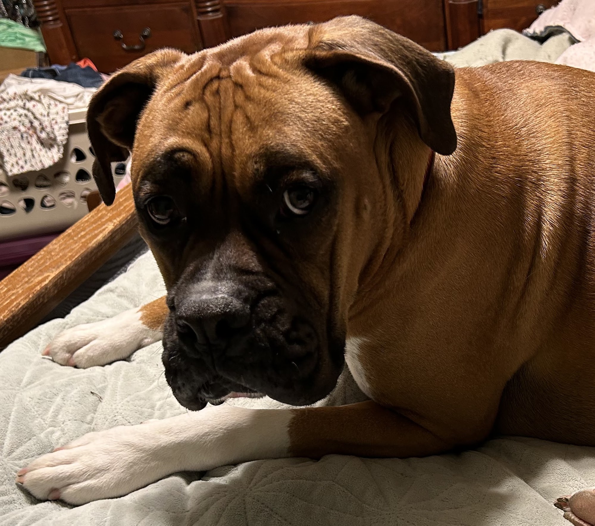 Eagle River Animal Hospital Eagle River