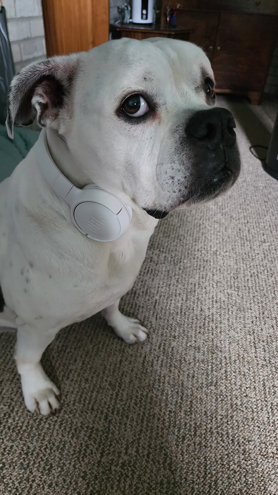 Eagle River Pet Company Eagle River