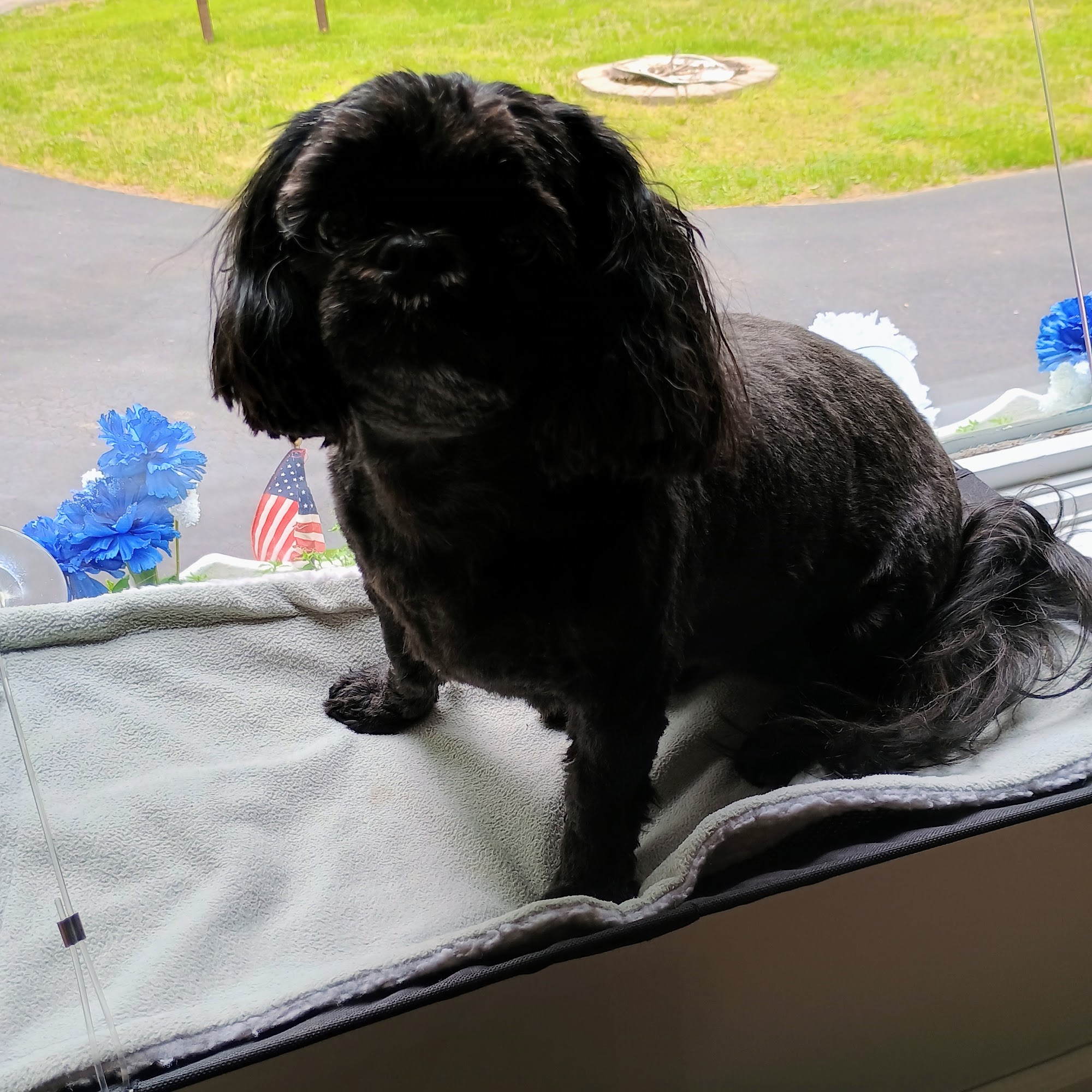 Canine Cuts And Boarding Eagle River